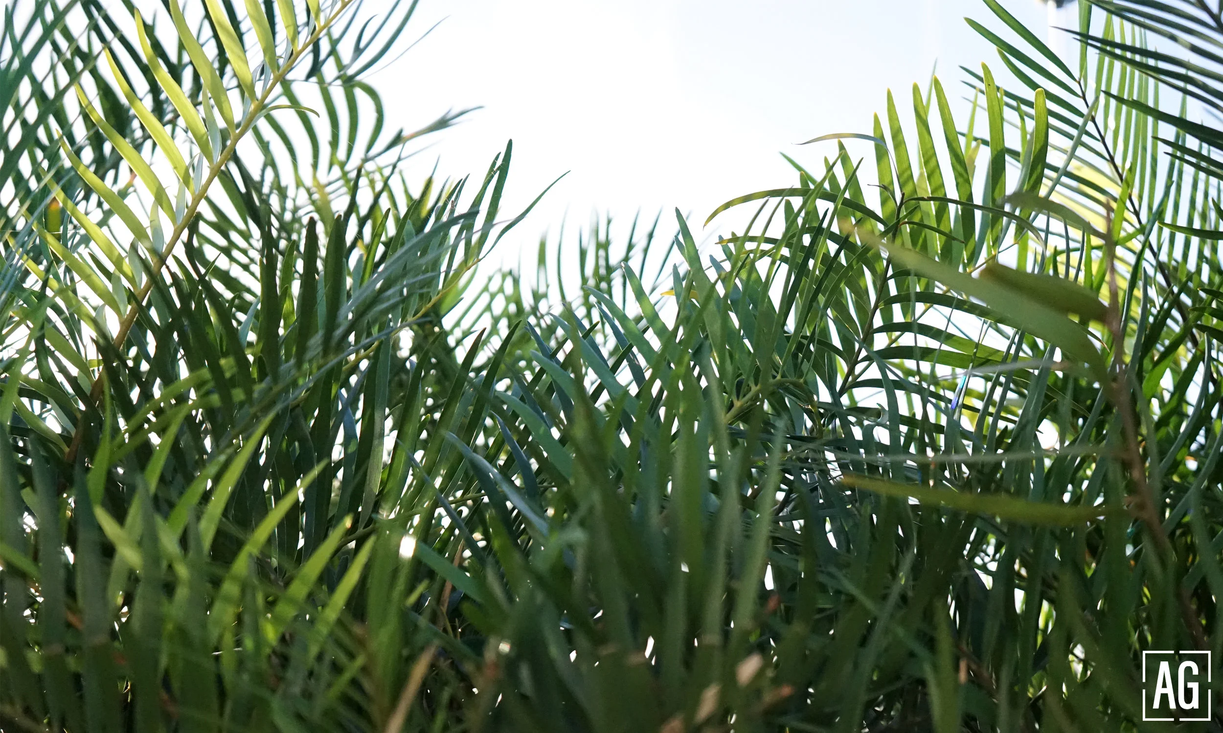 PHOTOS-FOR-SITE_leaves.jpg