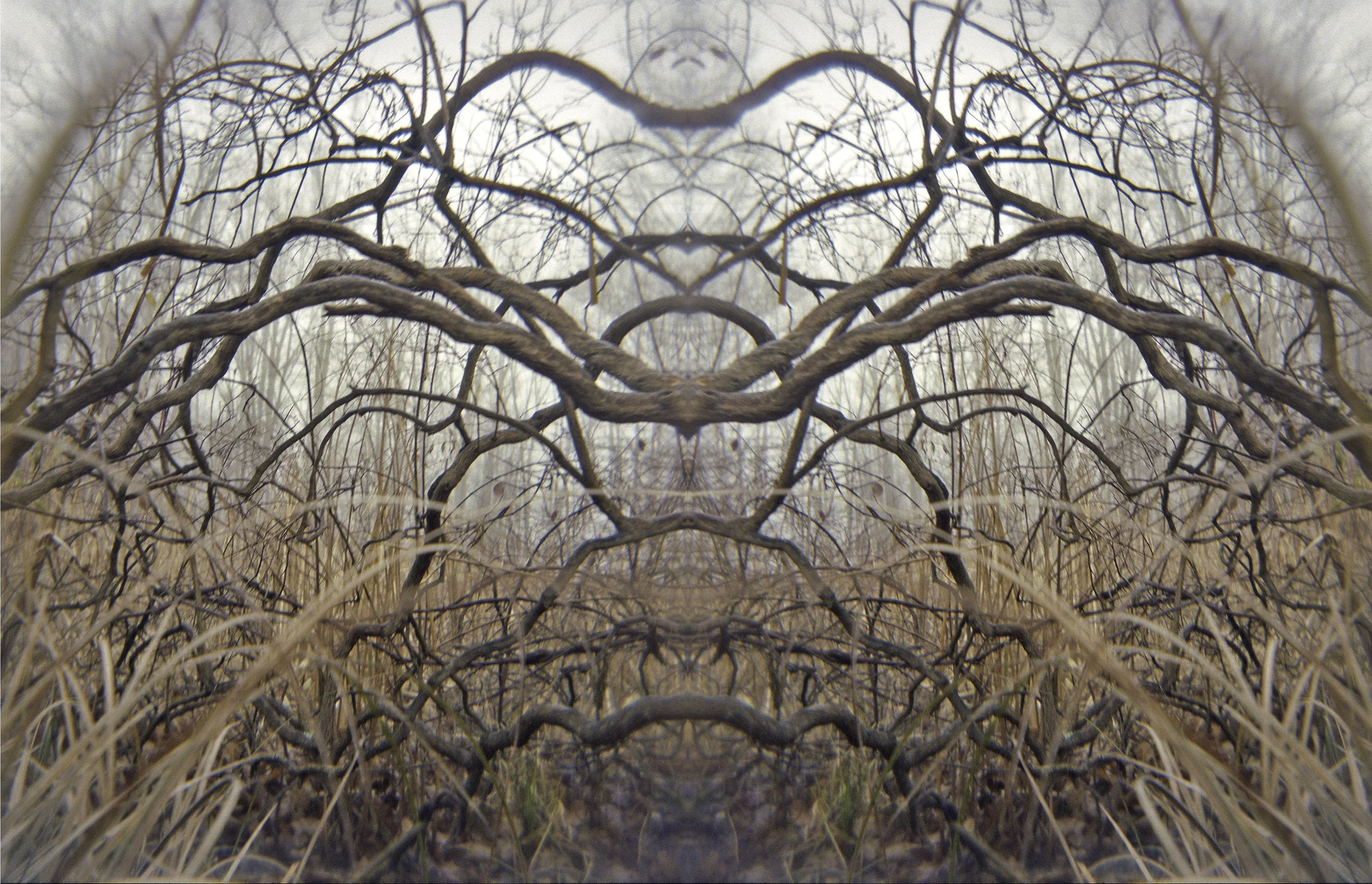 Back woods in Fog 03 .jpg