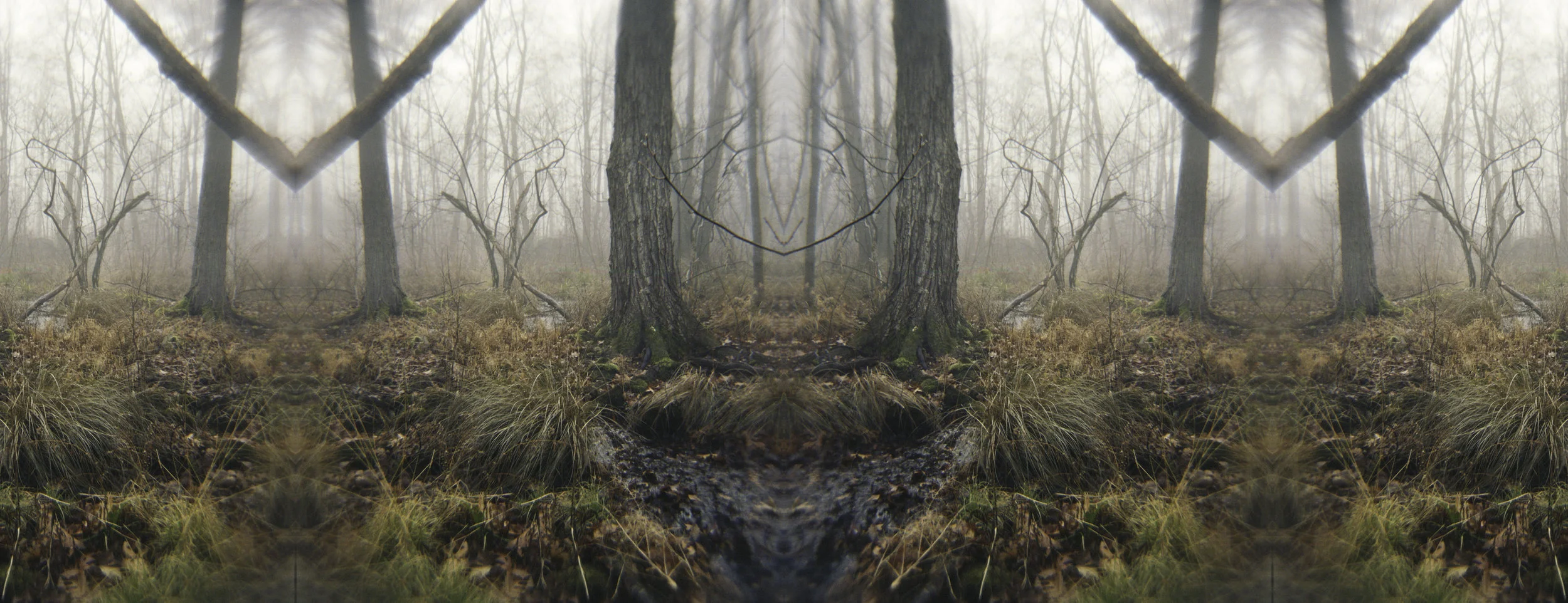 Back woods in Fog 0101 .jpg