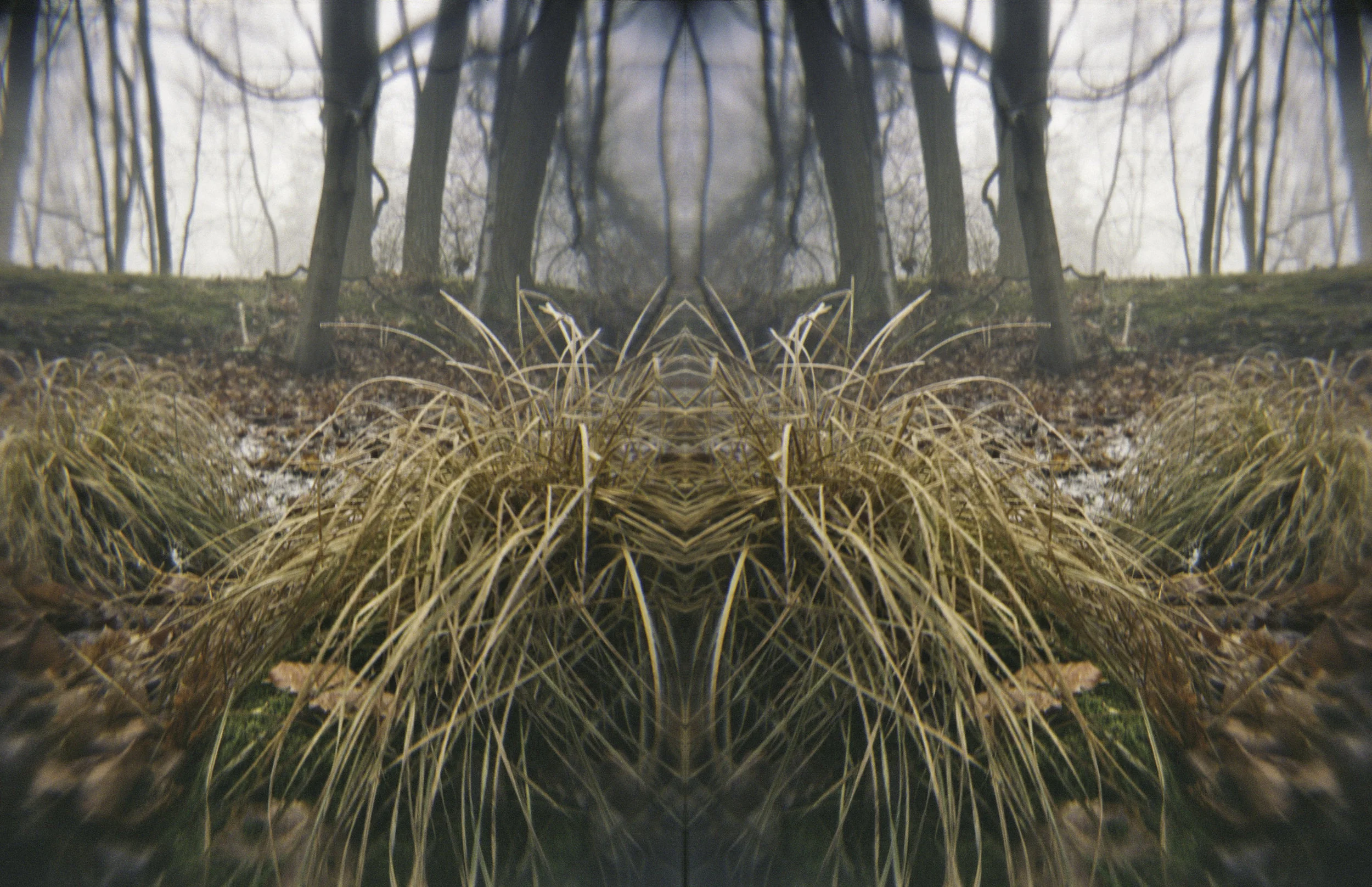 Detail in the woods Fog 0101 .jpg