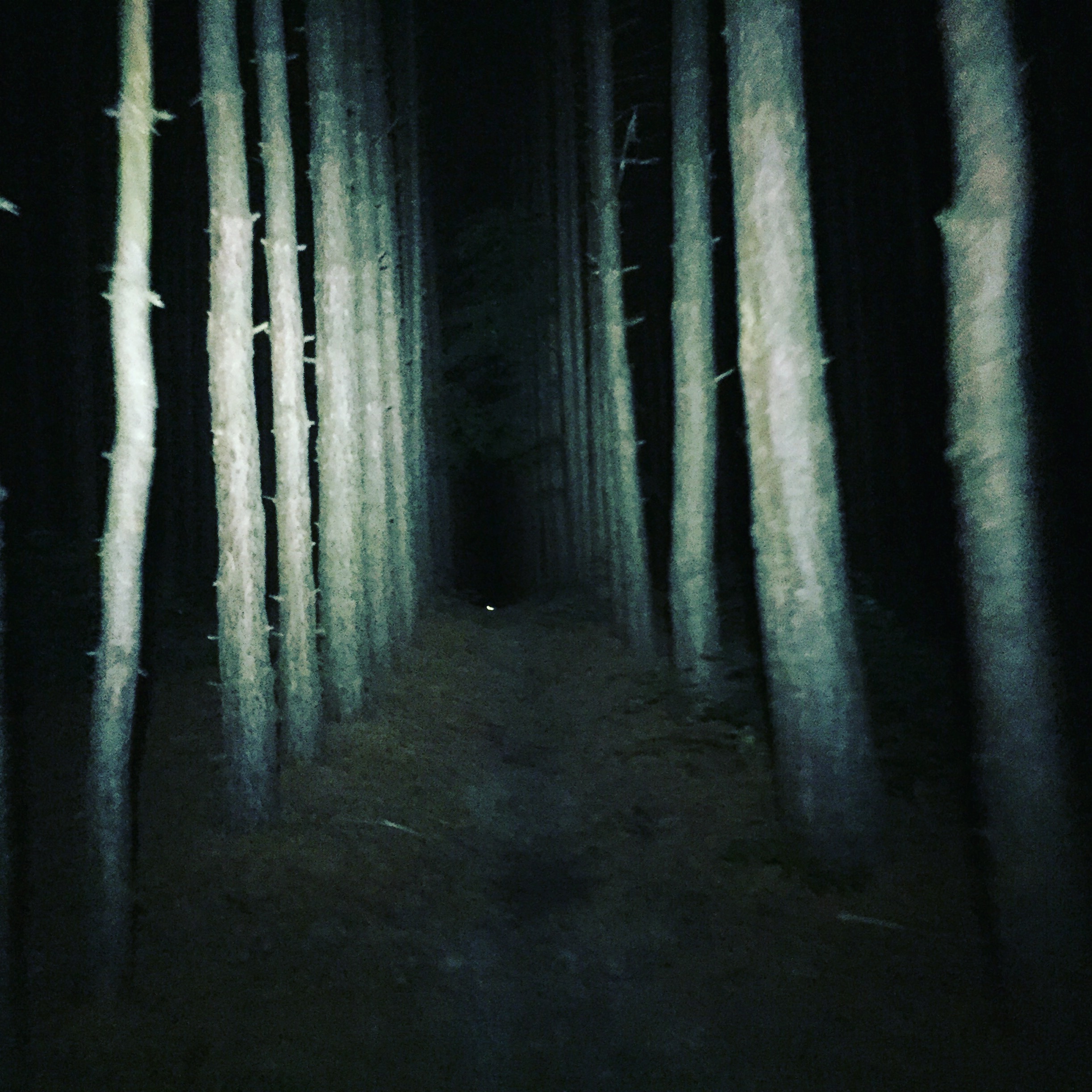 The Pines