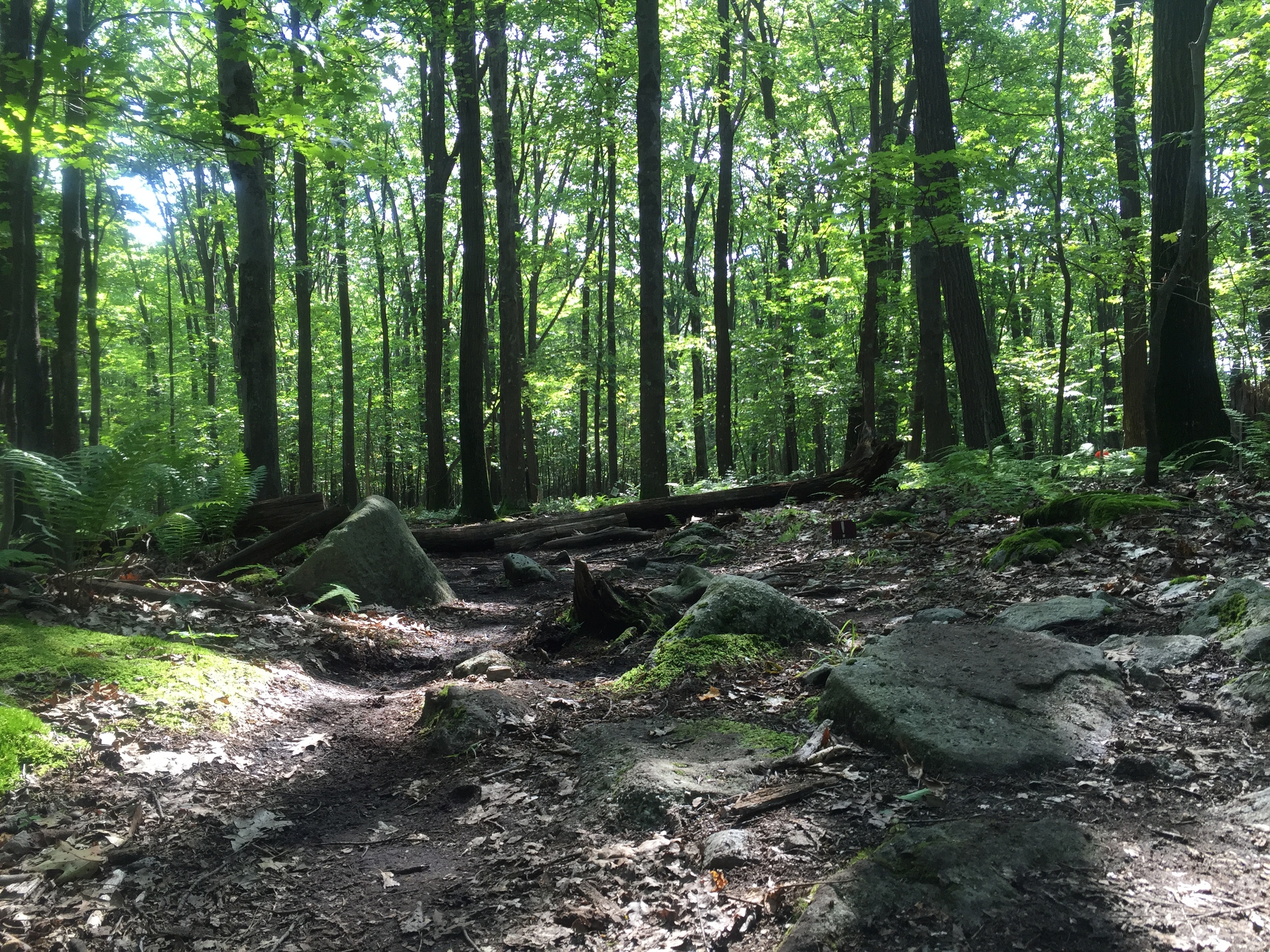 Yes. That's a trail. 