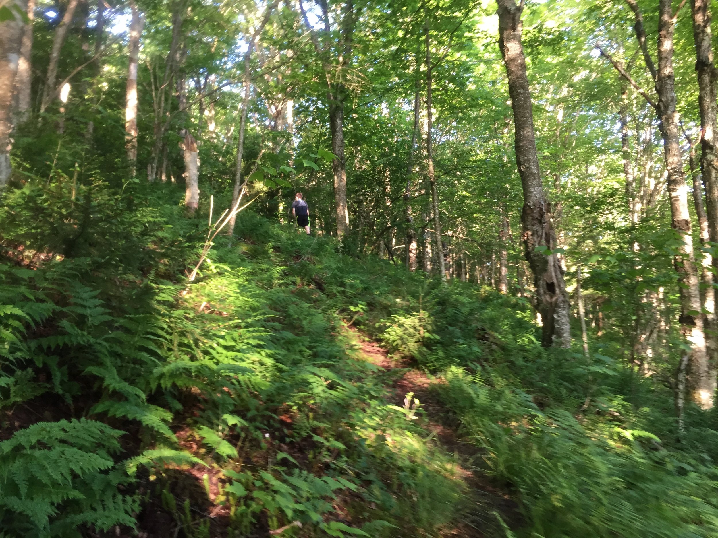 traded nettles and slight climb for ferns and steeper climbing