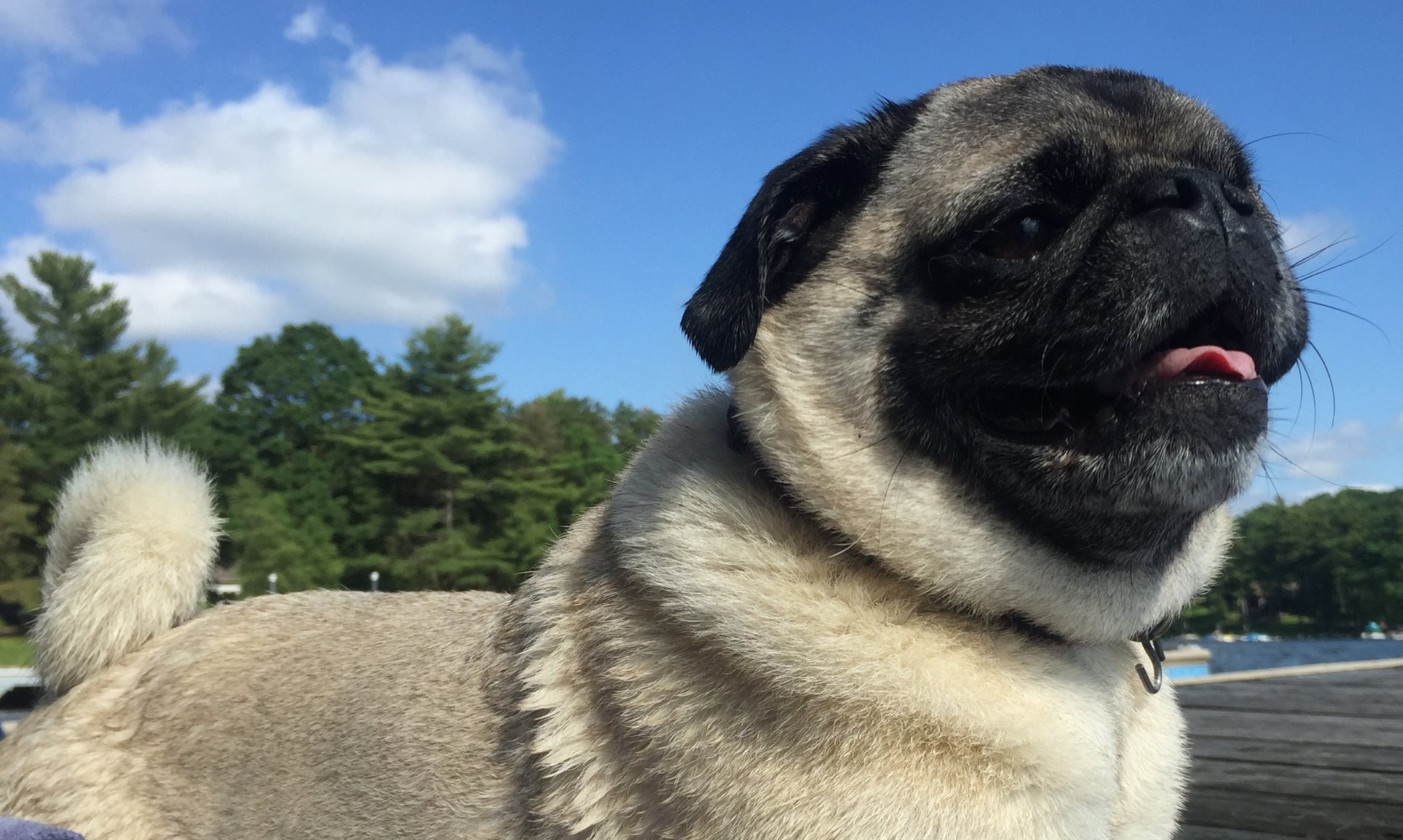 wild pugs should be appreciated from a distance. The WV DNR denied their existence for decades but frequent sightings led to their ultimate acceptance into the local animal identification texts by 1974. The WV DNR suggests that you do not attempt to make contact with a wild pug as they are typically disease carrying scoundrels. 