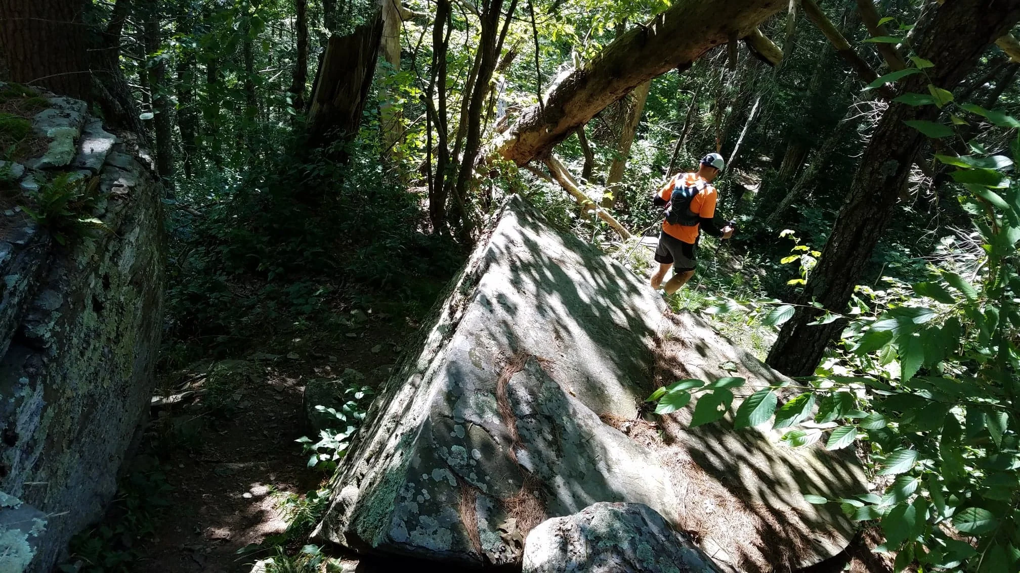 Nearly crushed by this falling tree