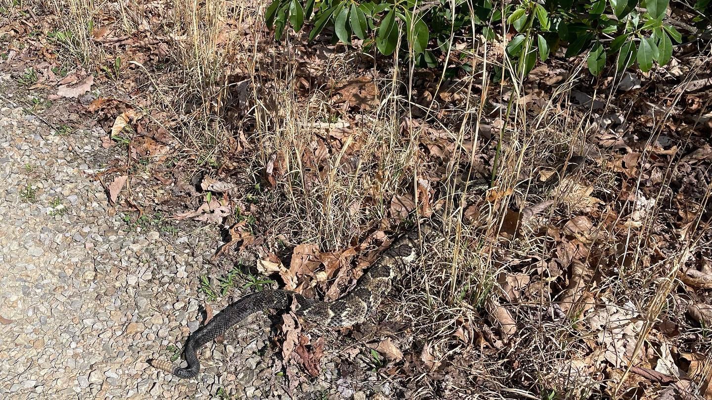 In case any of you all wonder if you could see a rattler on the Coopers Rock 50k or half course tomorrow, the answer is &ldquo;yes&rdquo;! Got to see a red fox carrying a meal while I was out marking the course today too. Trails are in fine enough sh