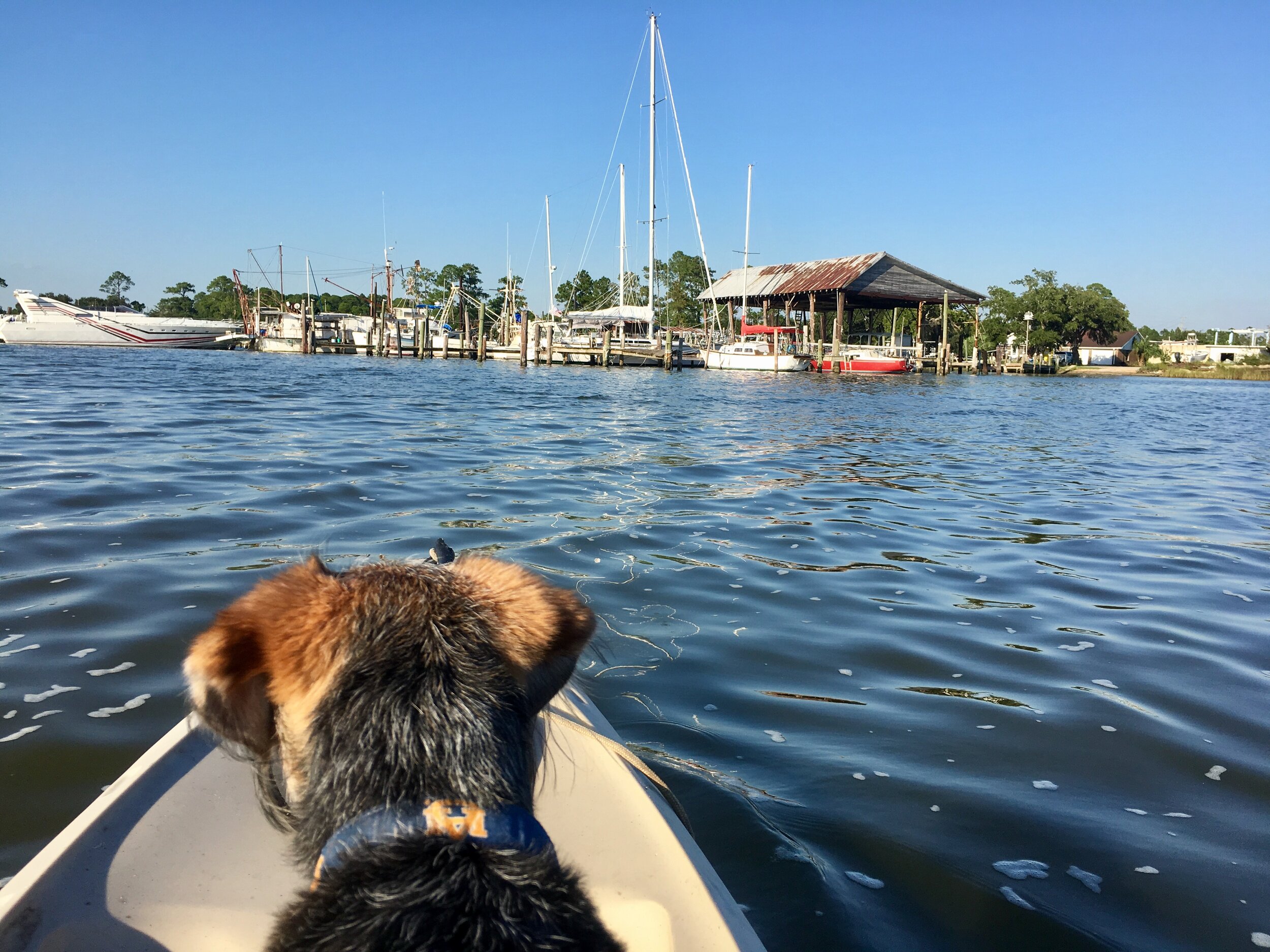 kayak with dogs on Plash island