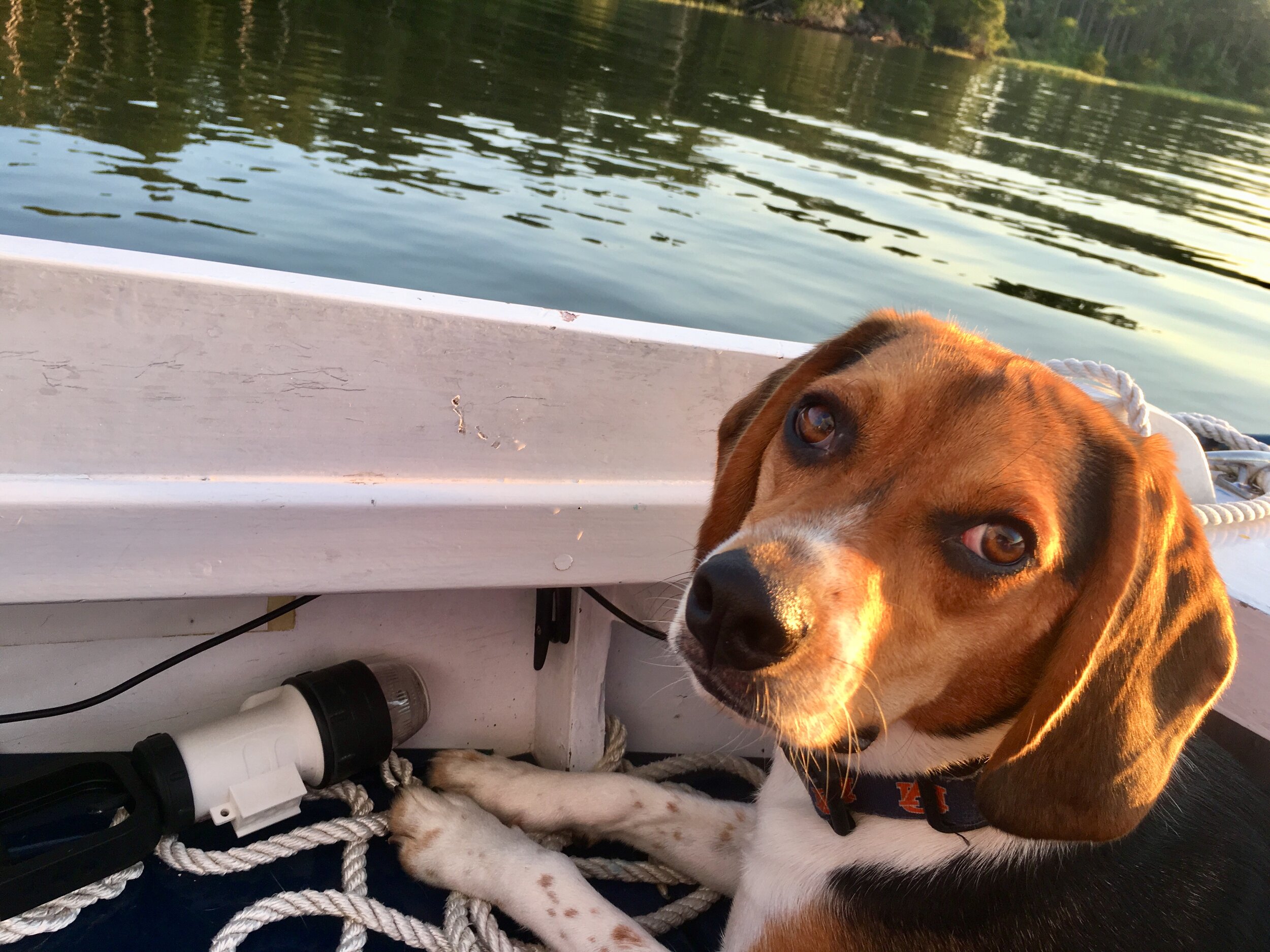 Dogs who sail