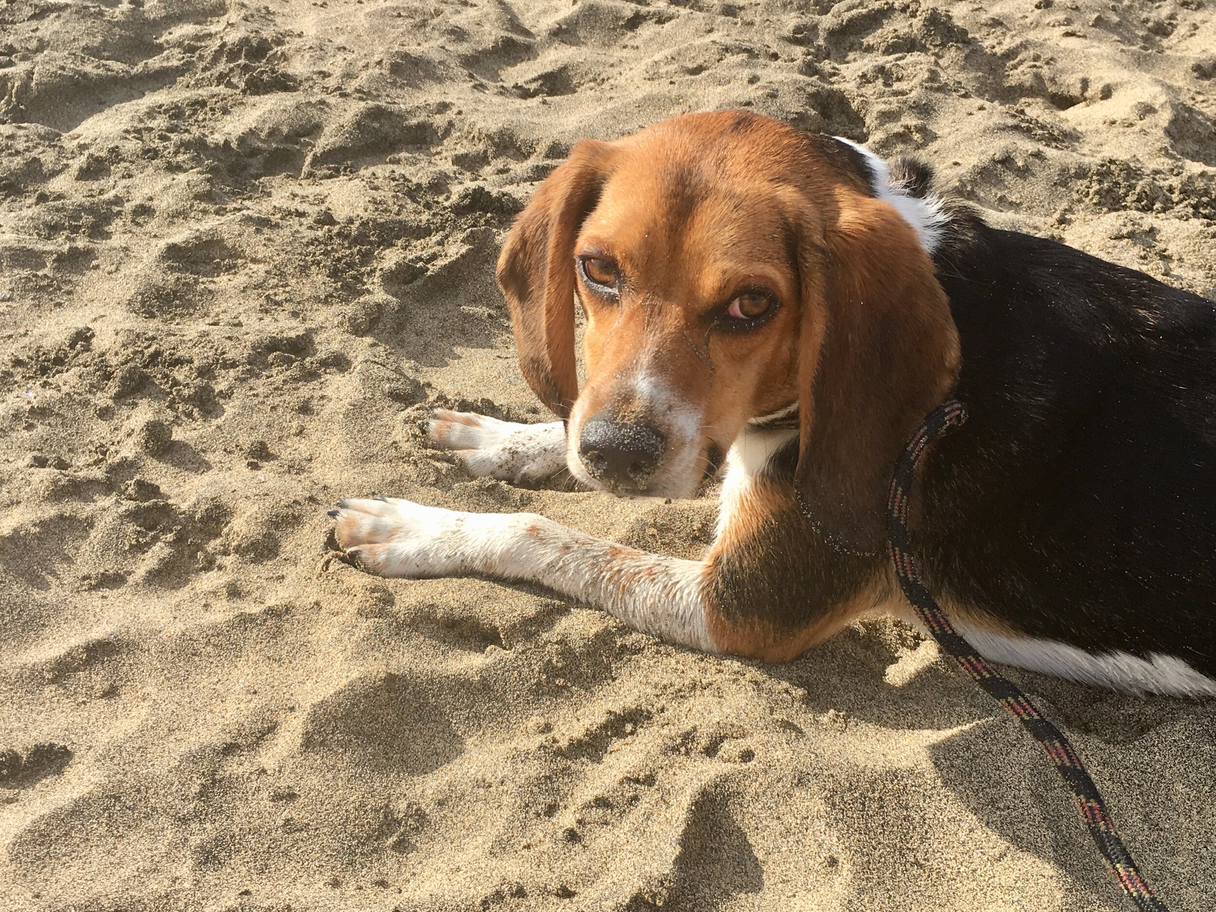 Dog Friendly Beaches