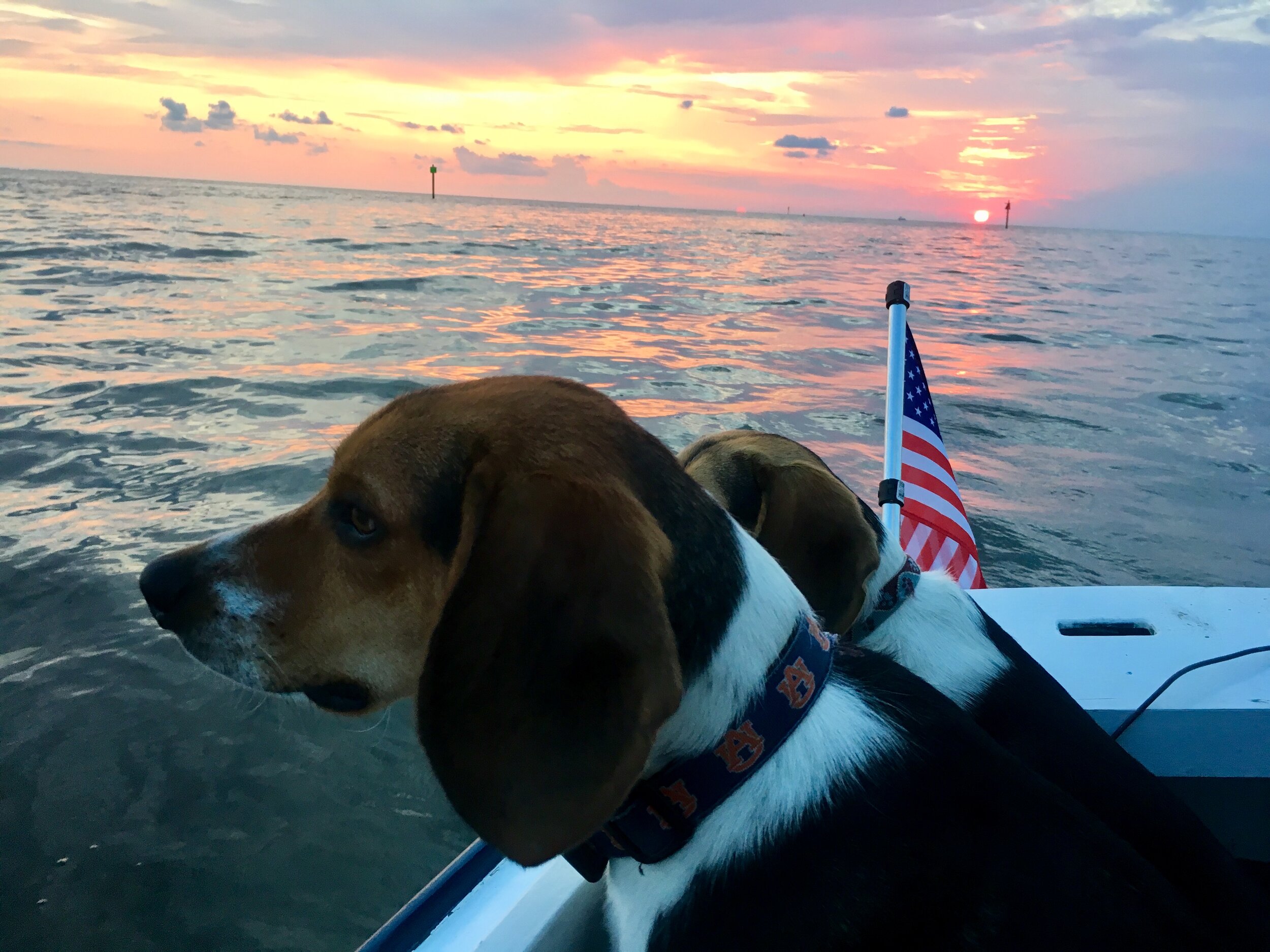 How to Sail with Dogs