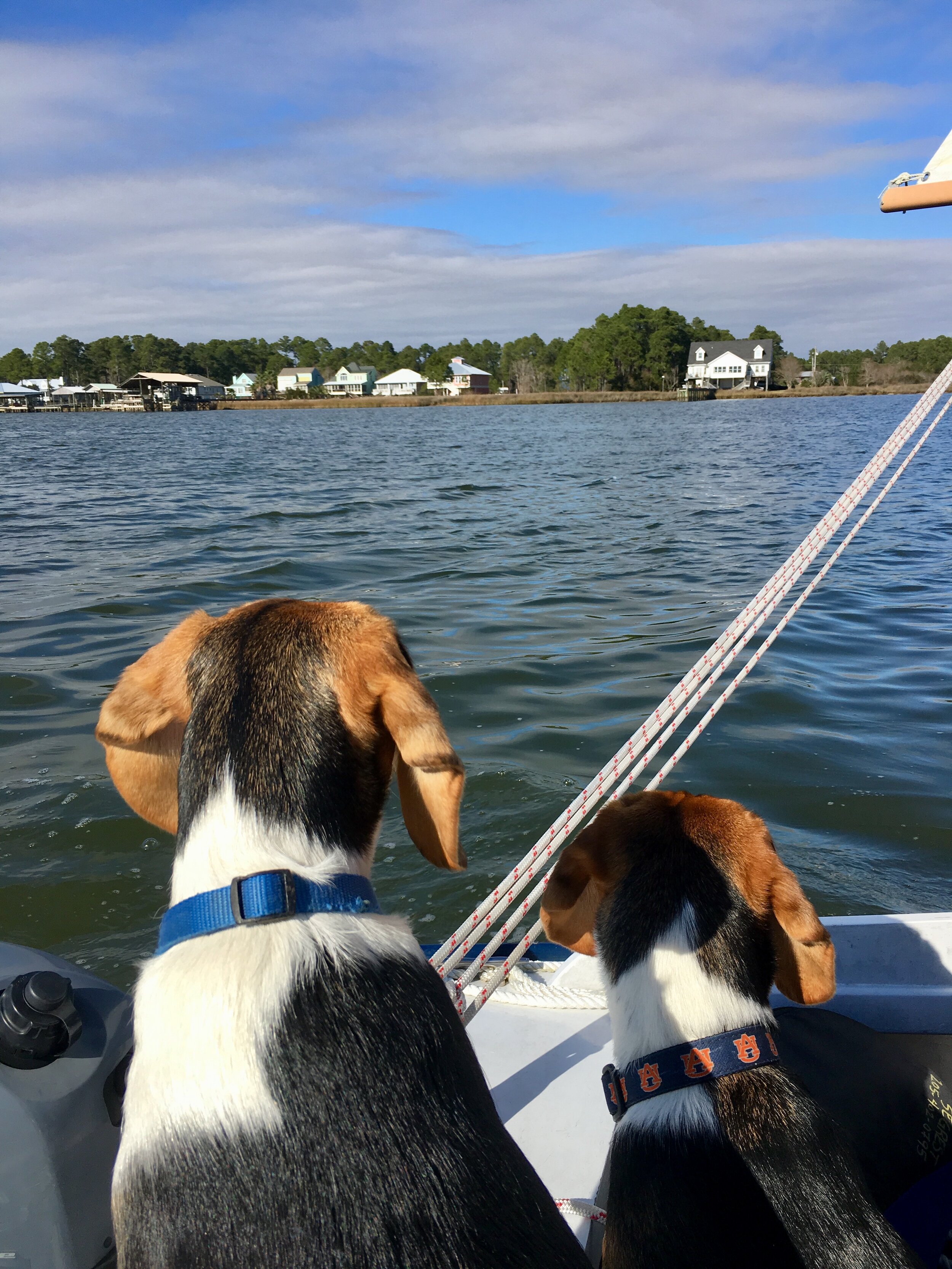 Sailing with Dogs on Bon Secour Bay