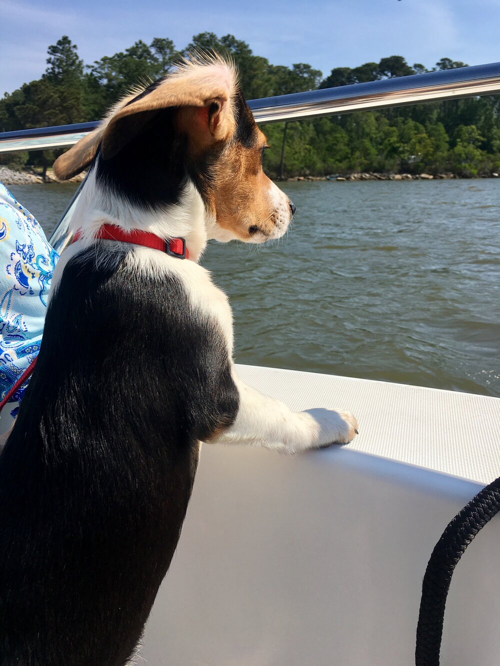 Boating with Dogs