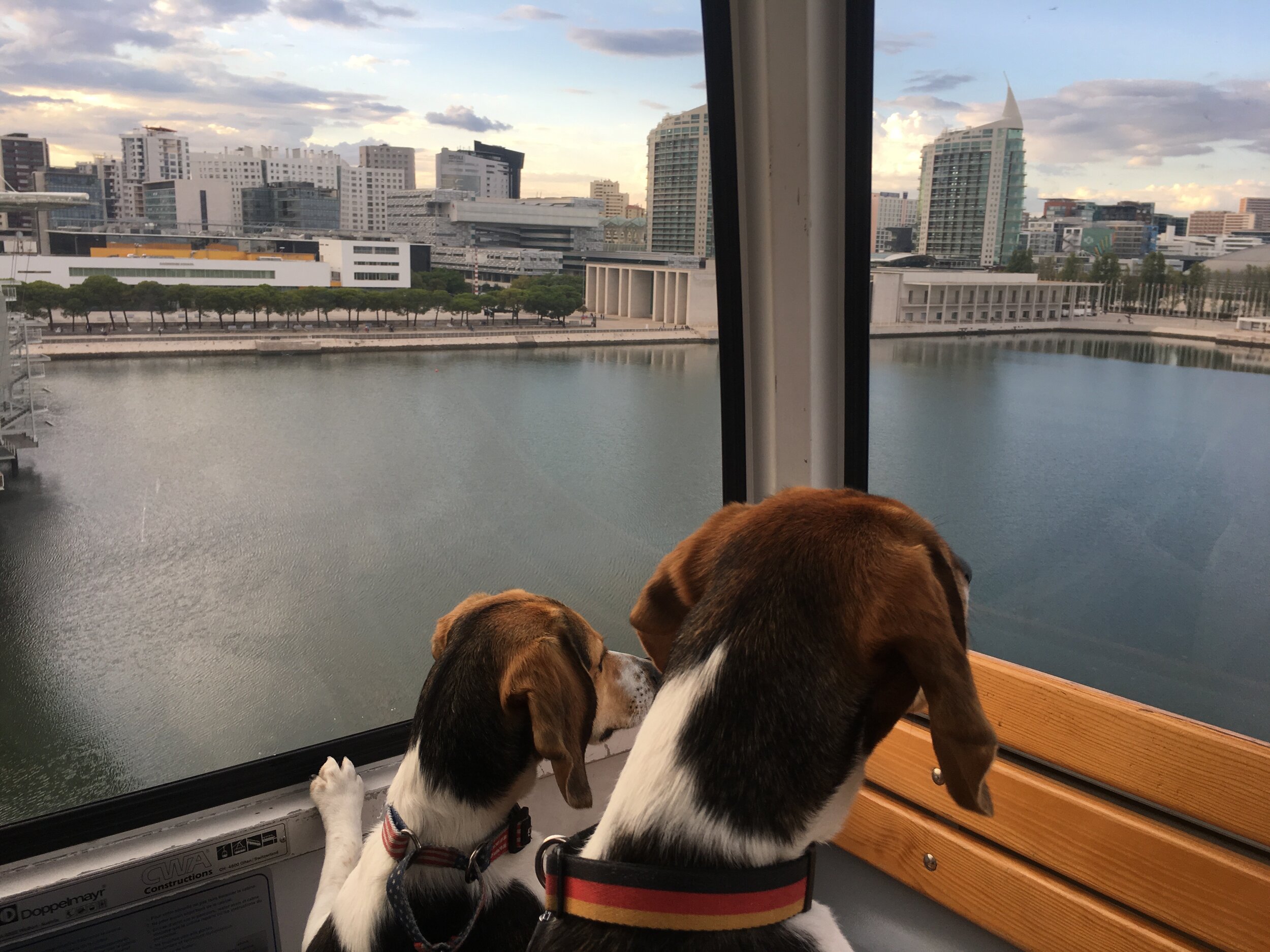 sailing dogs in Lisbon Portugal