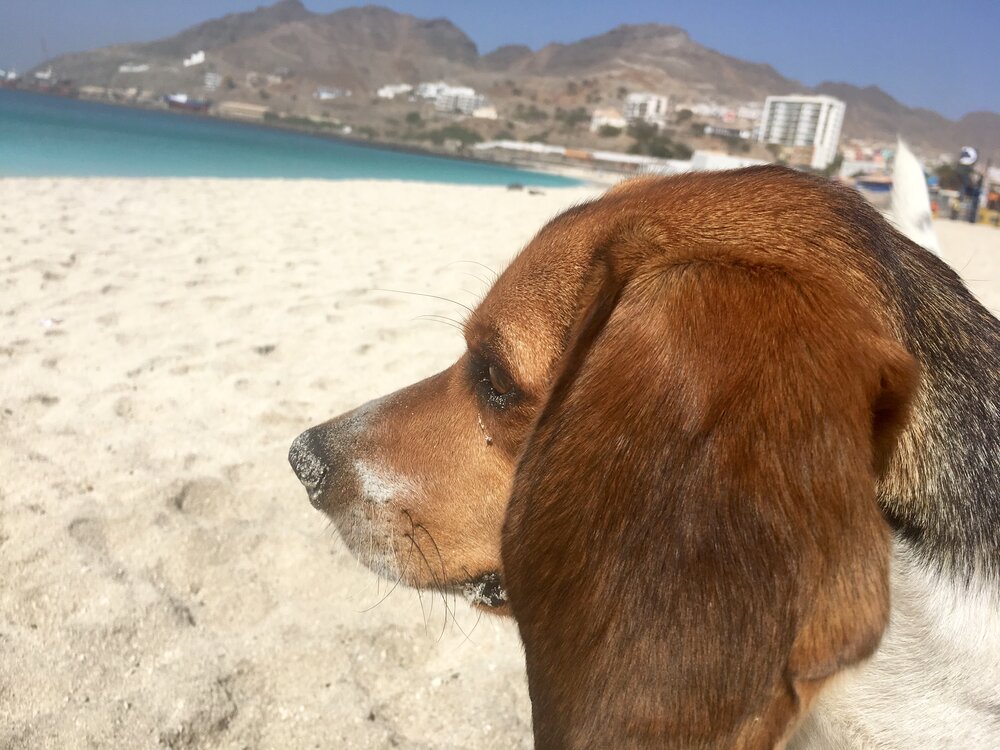 Beagle on beach