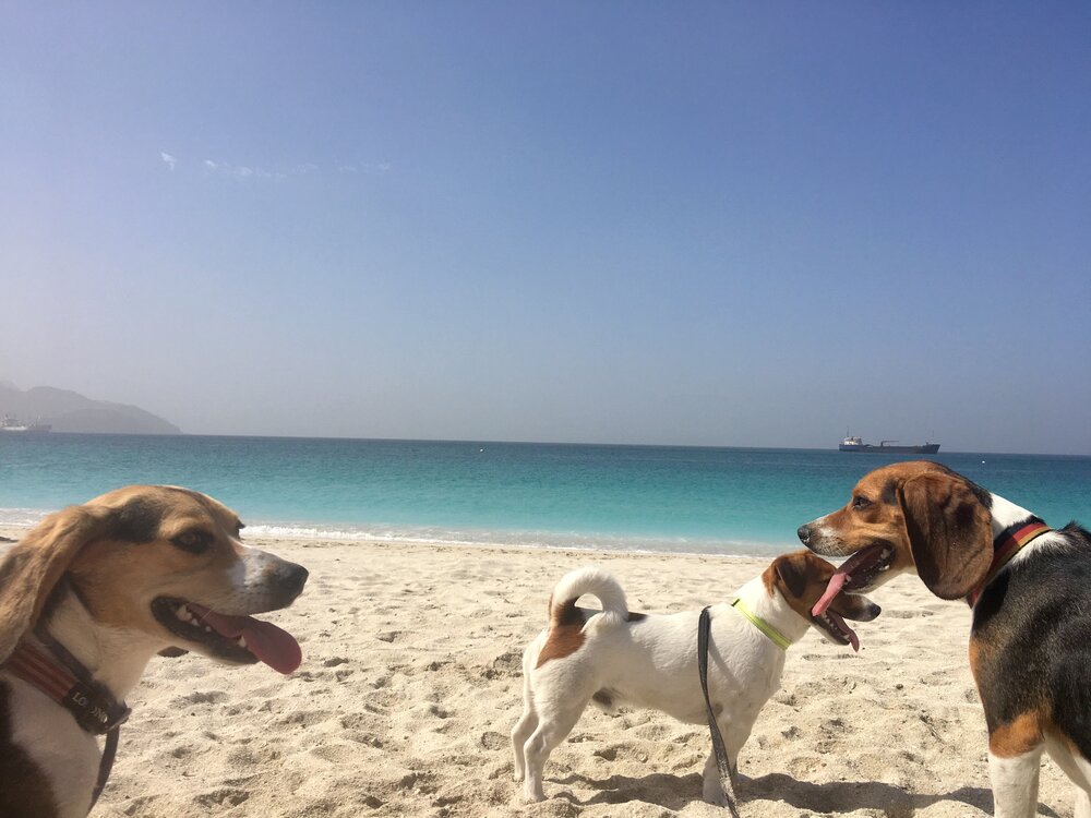 dog friendly beaches