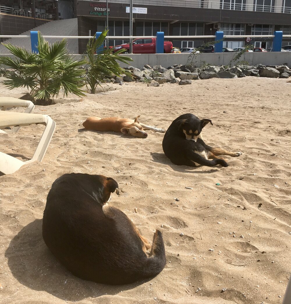 stray dogs in Cape Verde