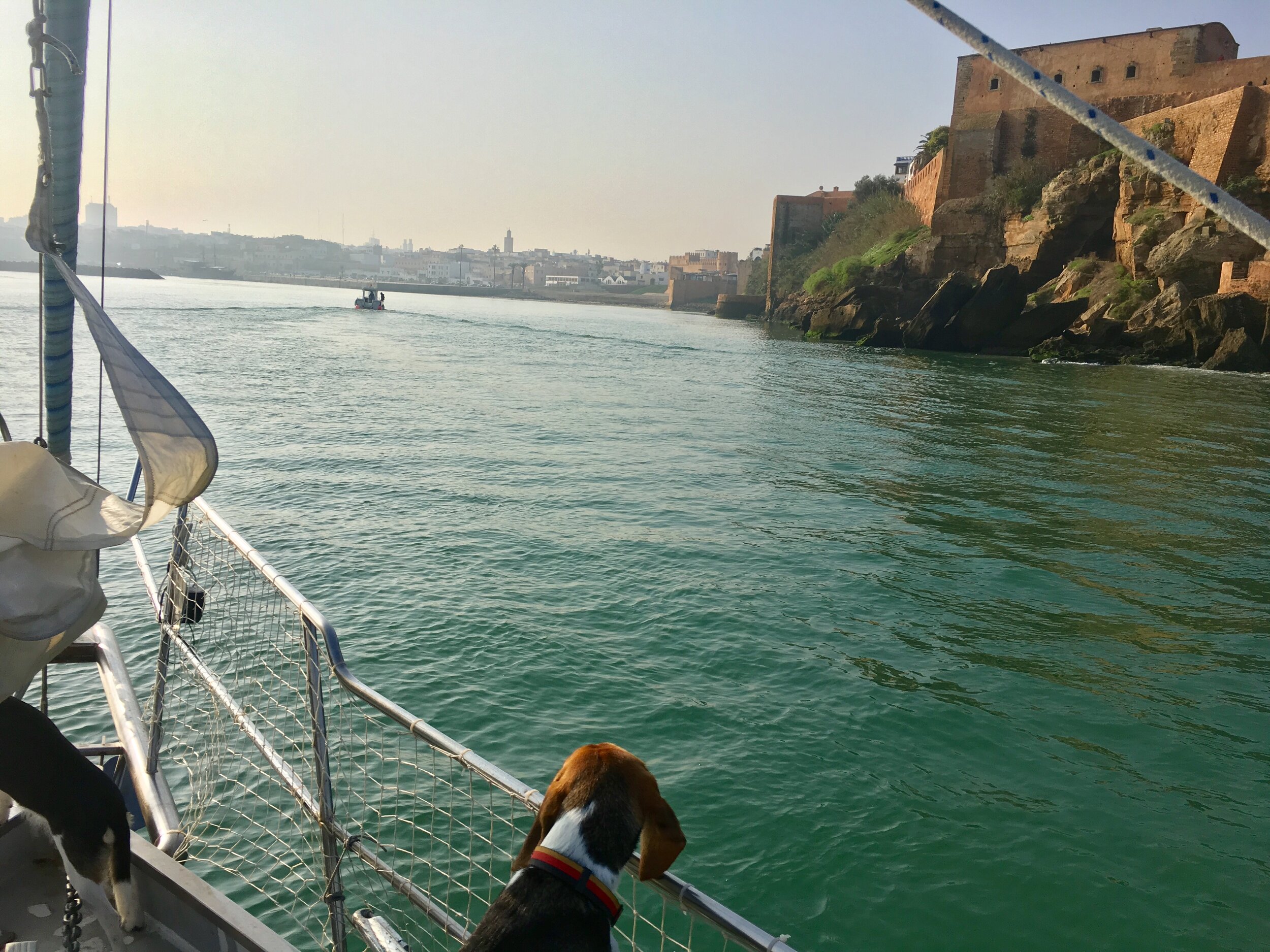 Sailing with Dogs