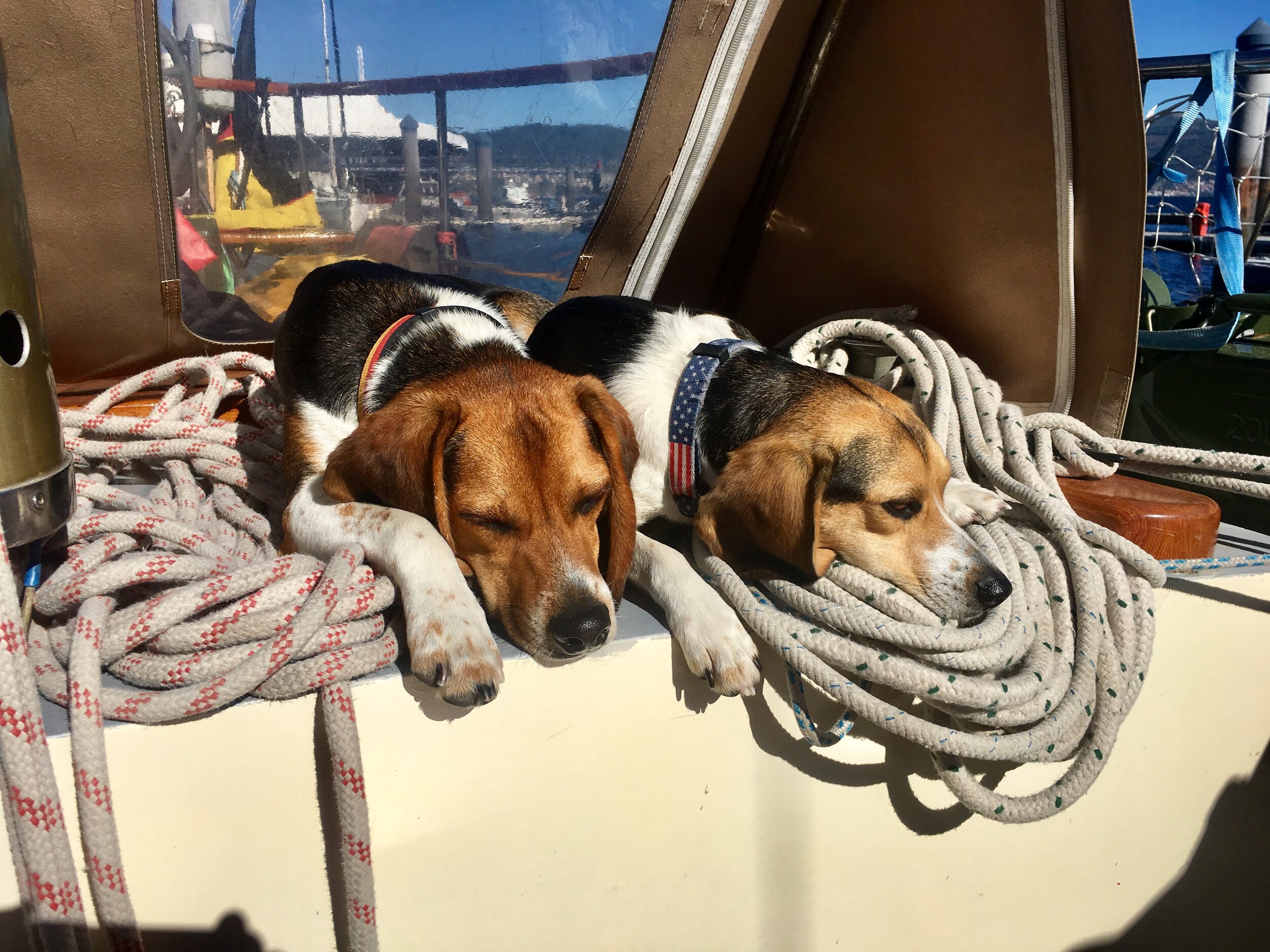 How to Sail with Dogs