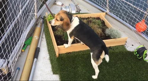 Picture of Traveling with your pet? Make sure you have these crate essentials ...