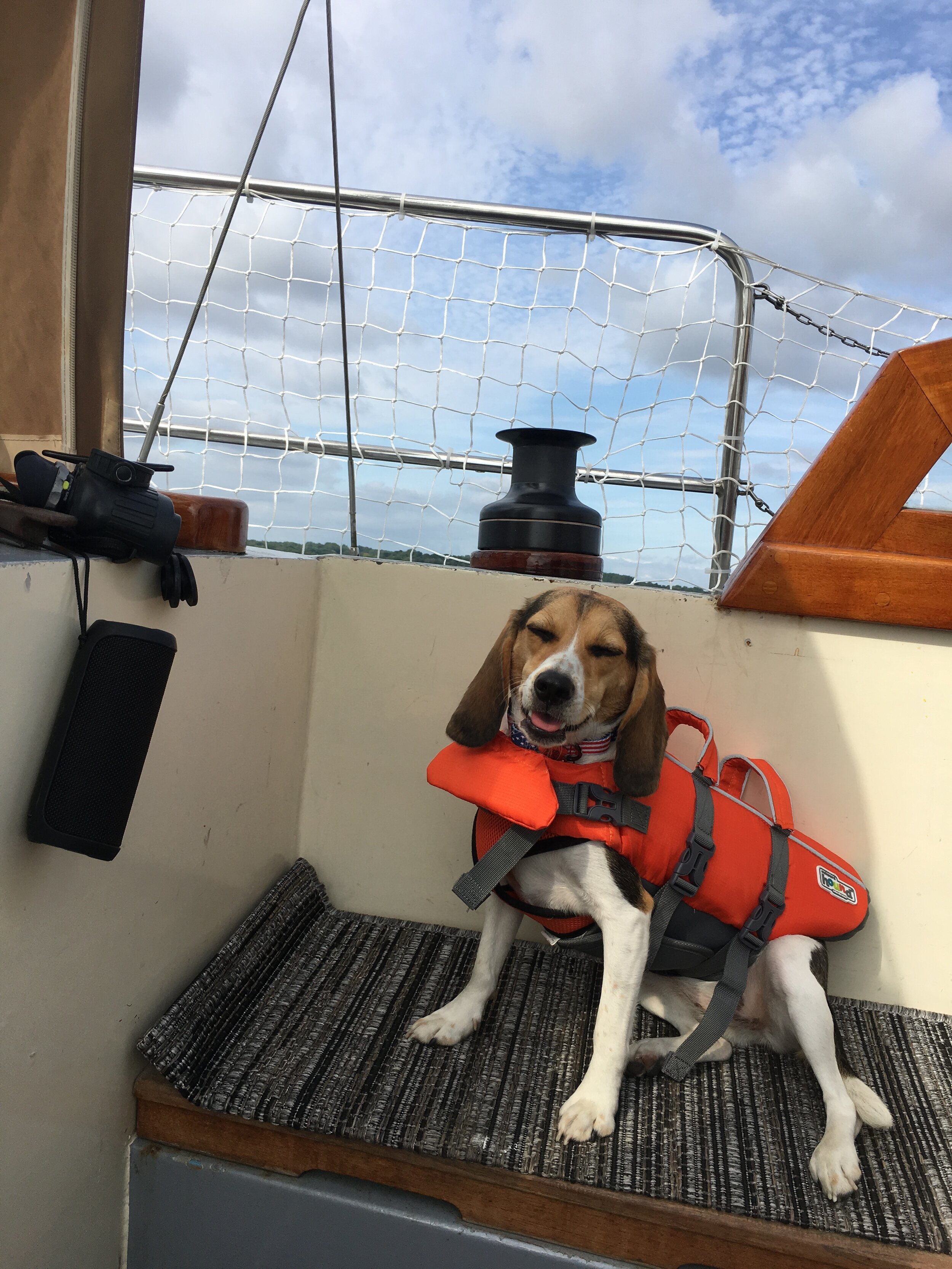 Sailing with Dogs Safety