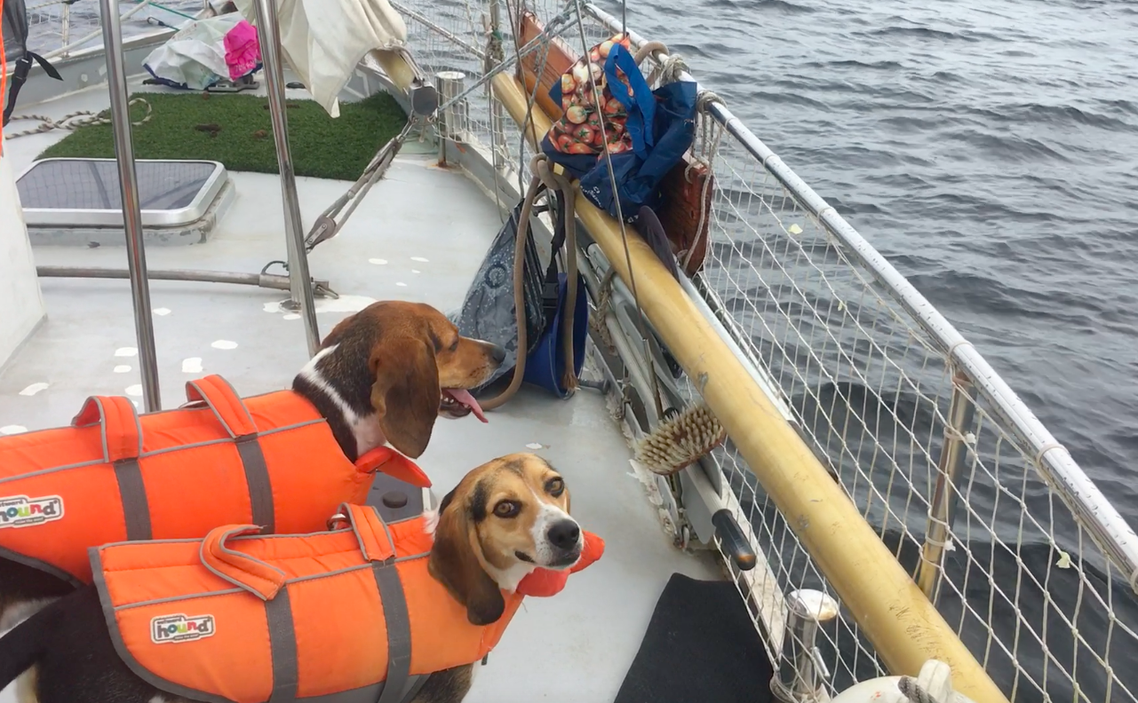 Safety at Sea for Dogs