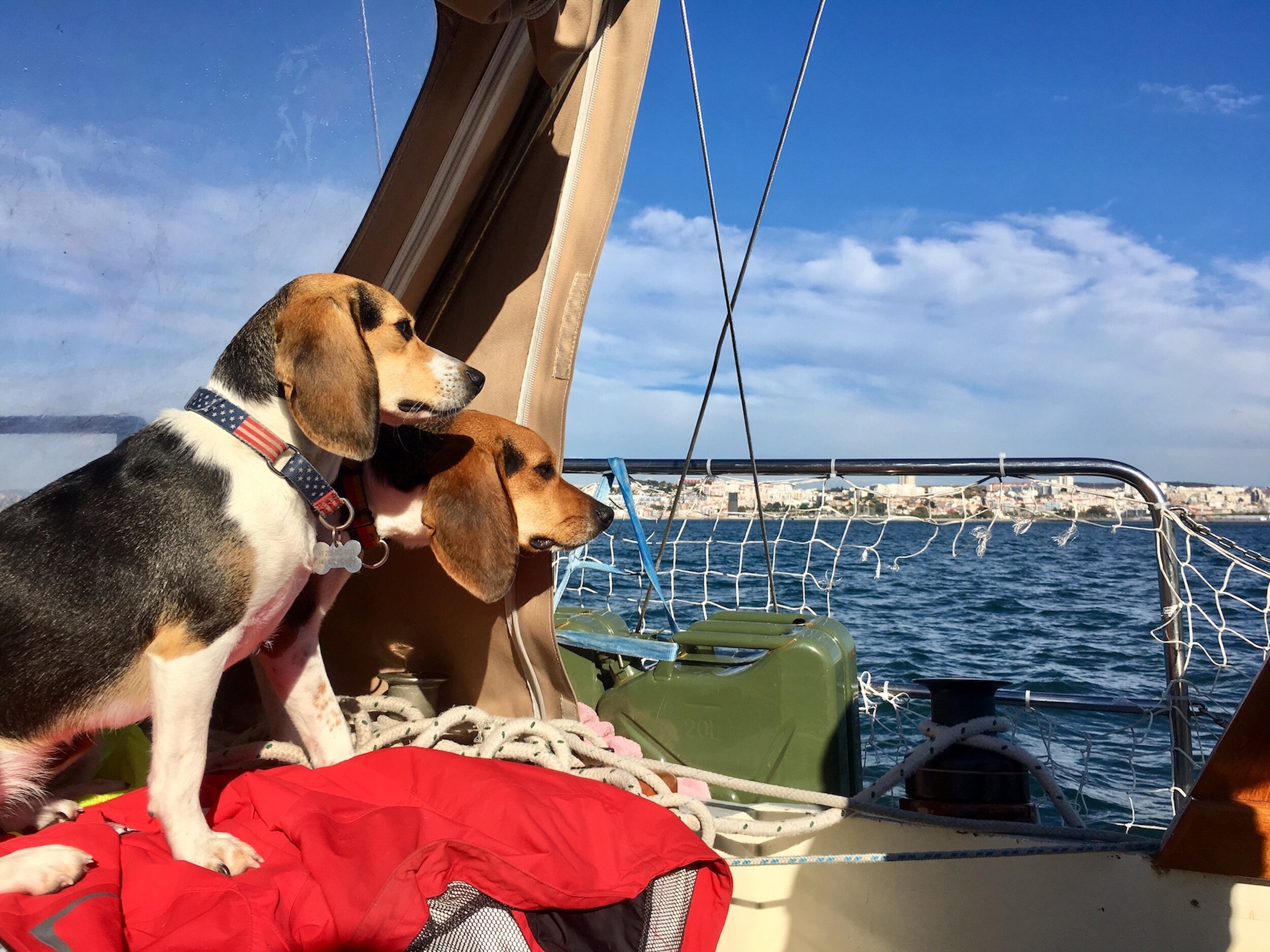 How to Sail with Dogs (Copy)