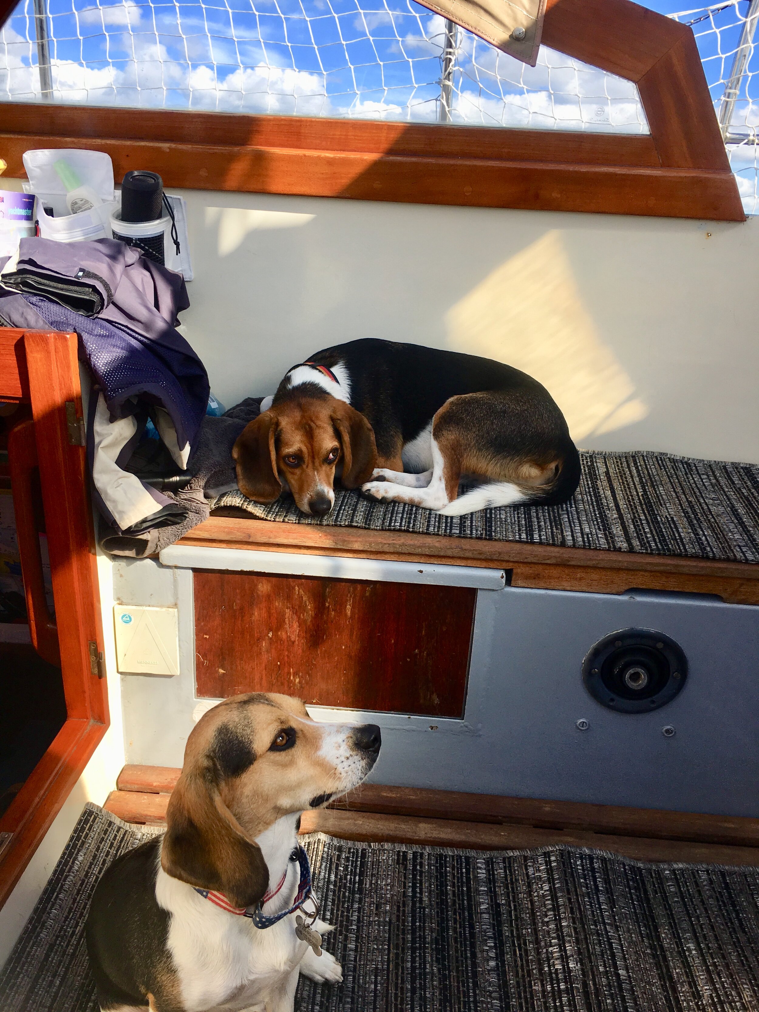 dogs learn to live on a boat