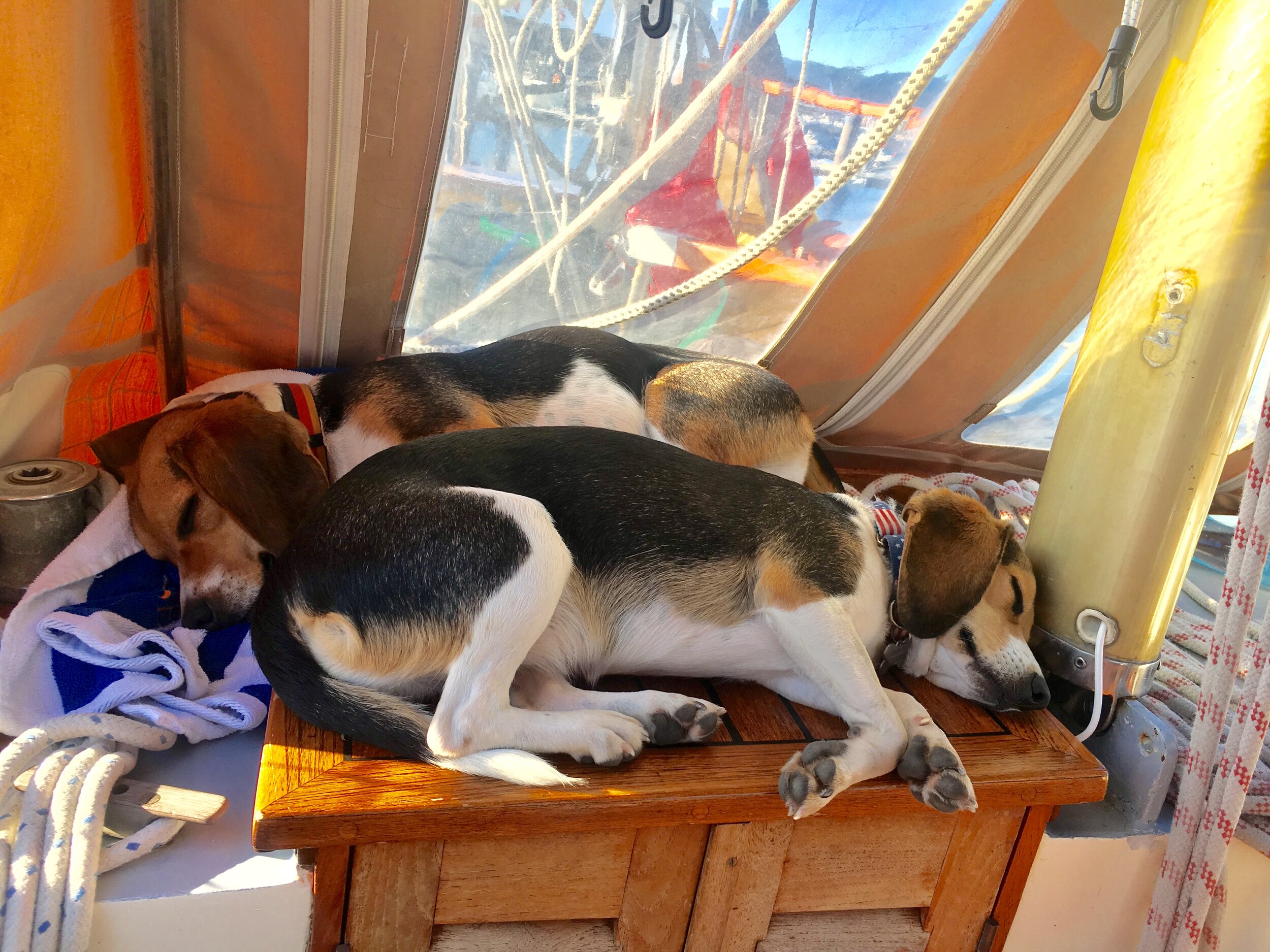 dogs sleep on sailboat