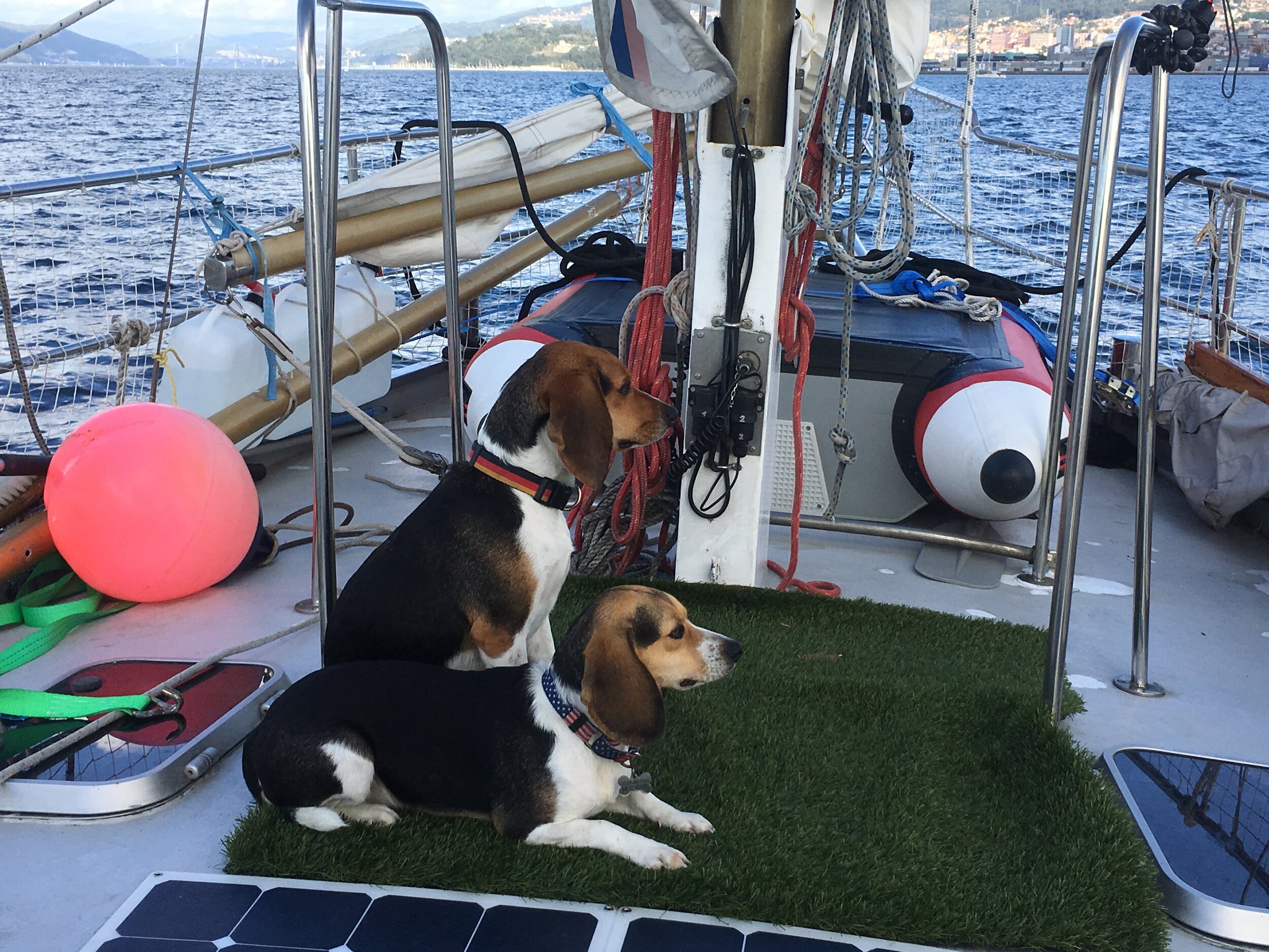 how to potty train a boat dog