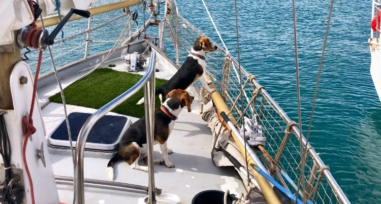 boat dog potty training