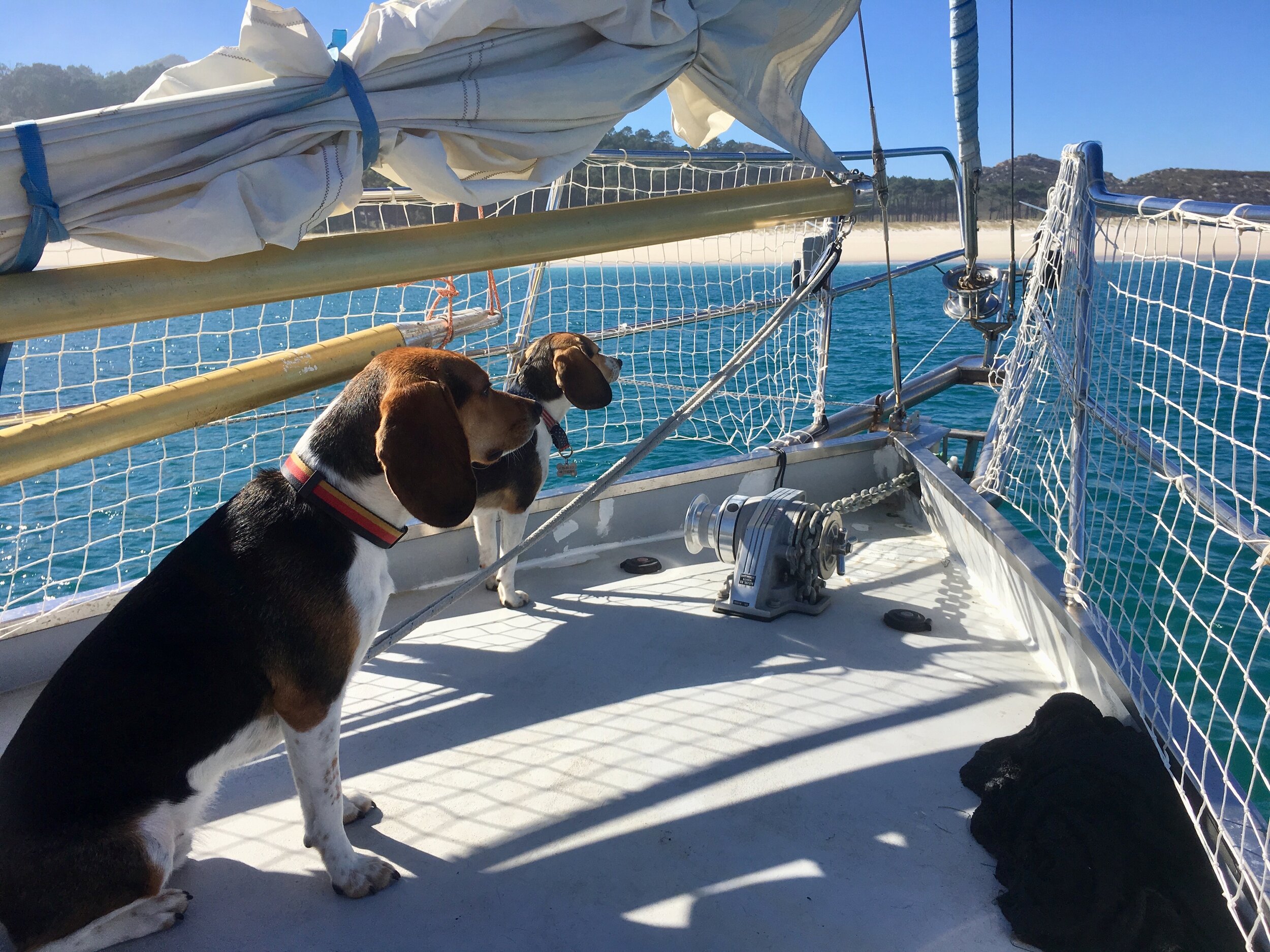 Sailing with Dogs to beautiful beaches