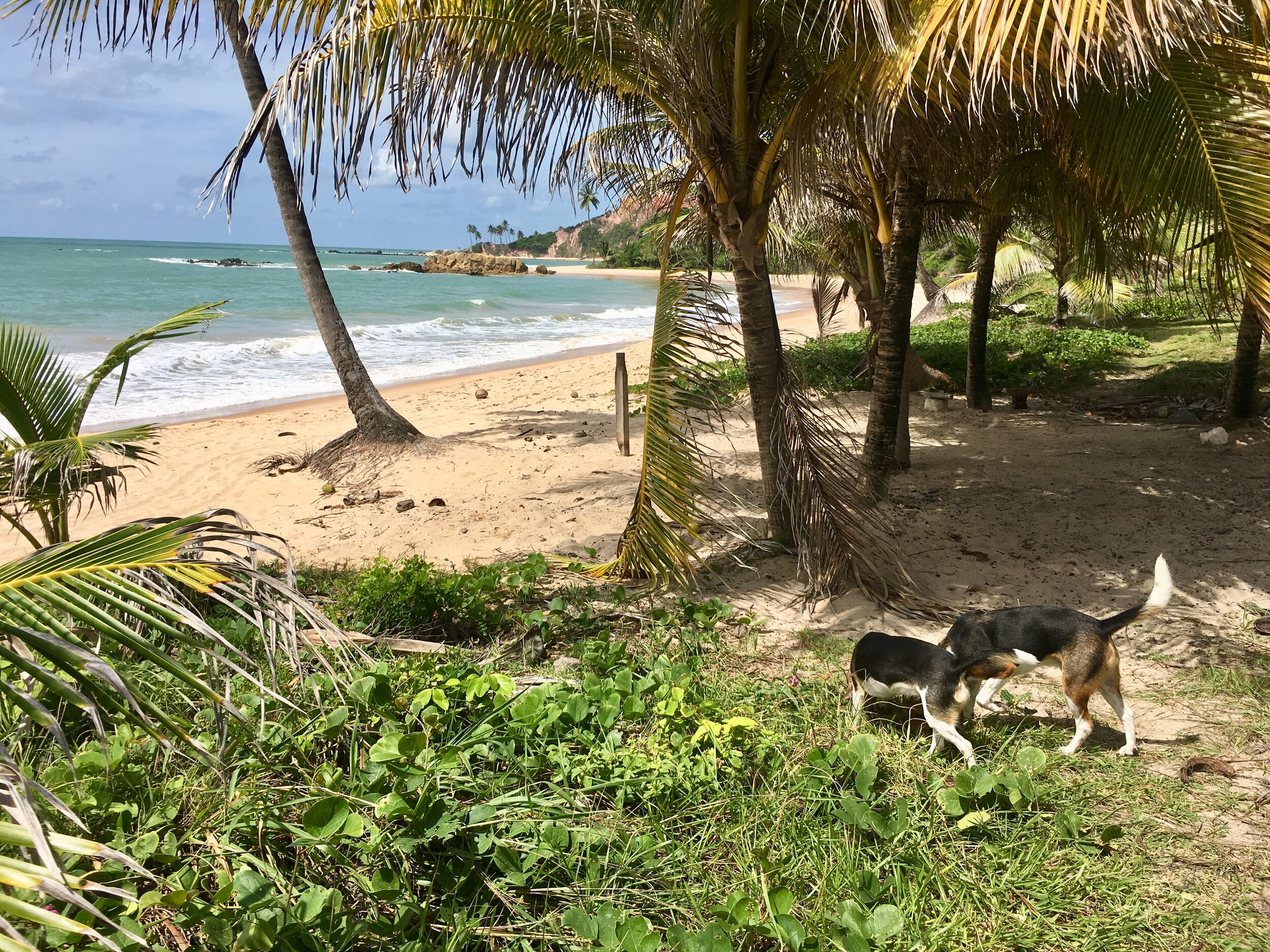 sailing dogs enjoy Beach in Brazil