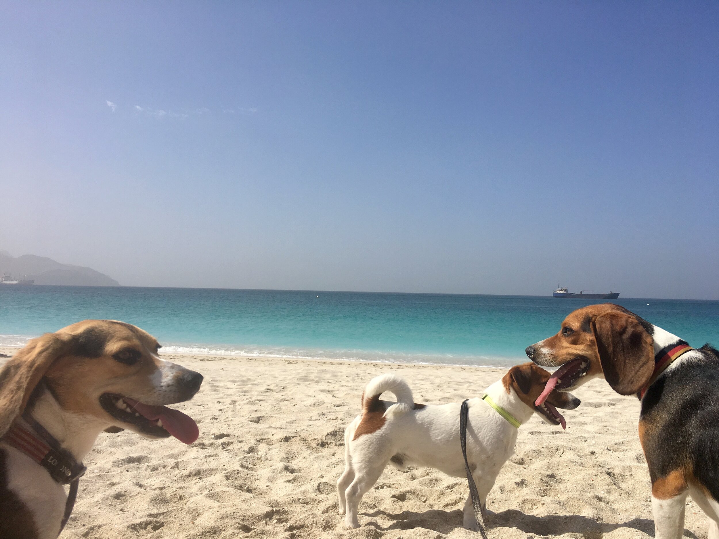 Sailing dogs on Cape Verde Beach