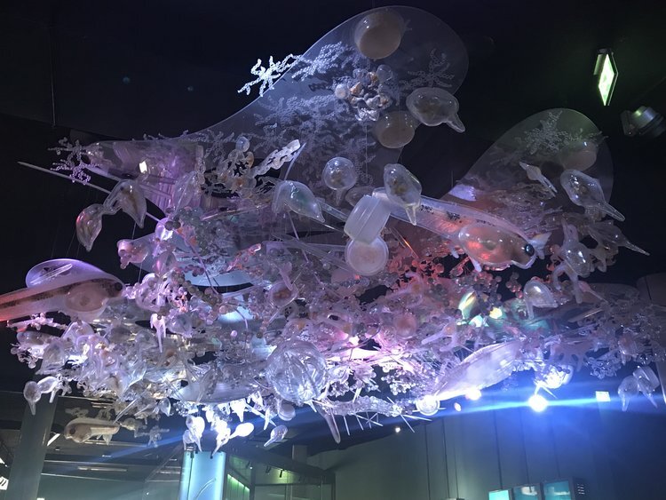 Ozeaneum Stralsund features sea life