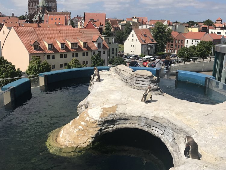 Ozeaneum Penguin exhibit