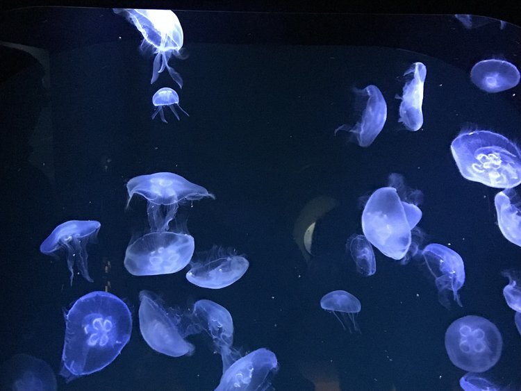 Jellyfish at the Ozeaneum