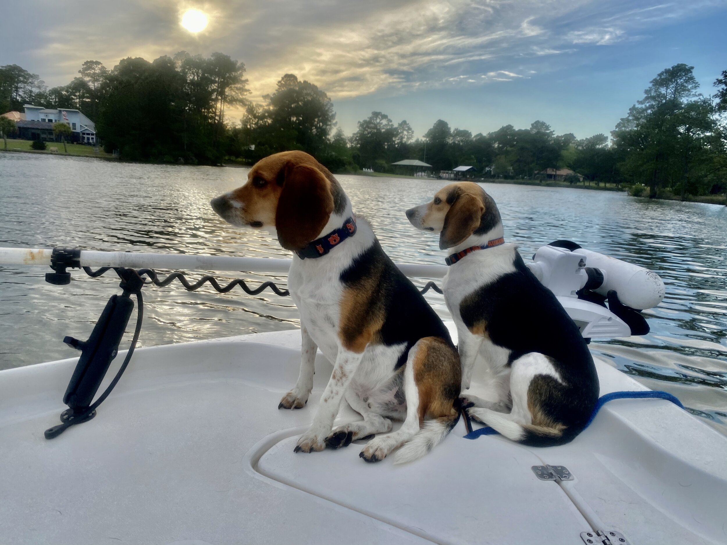 Boating with Dogs