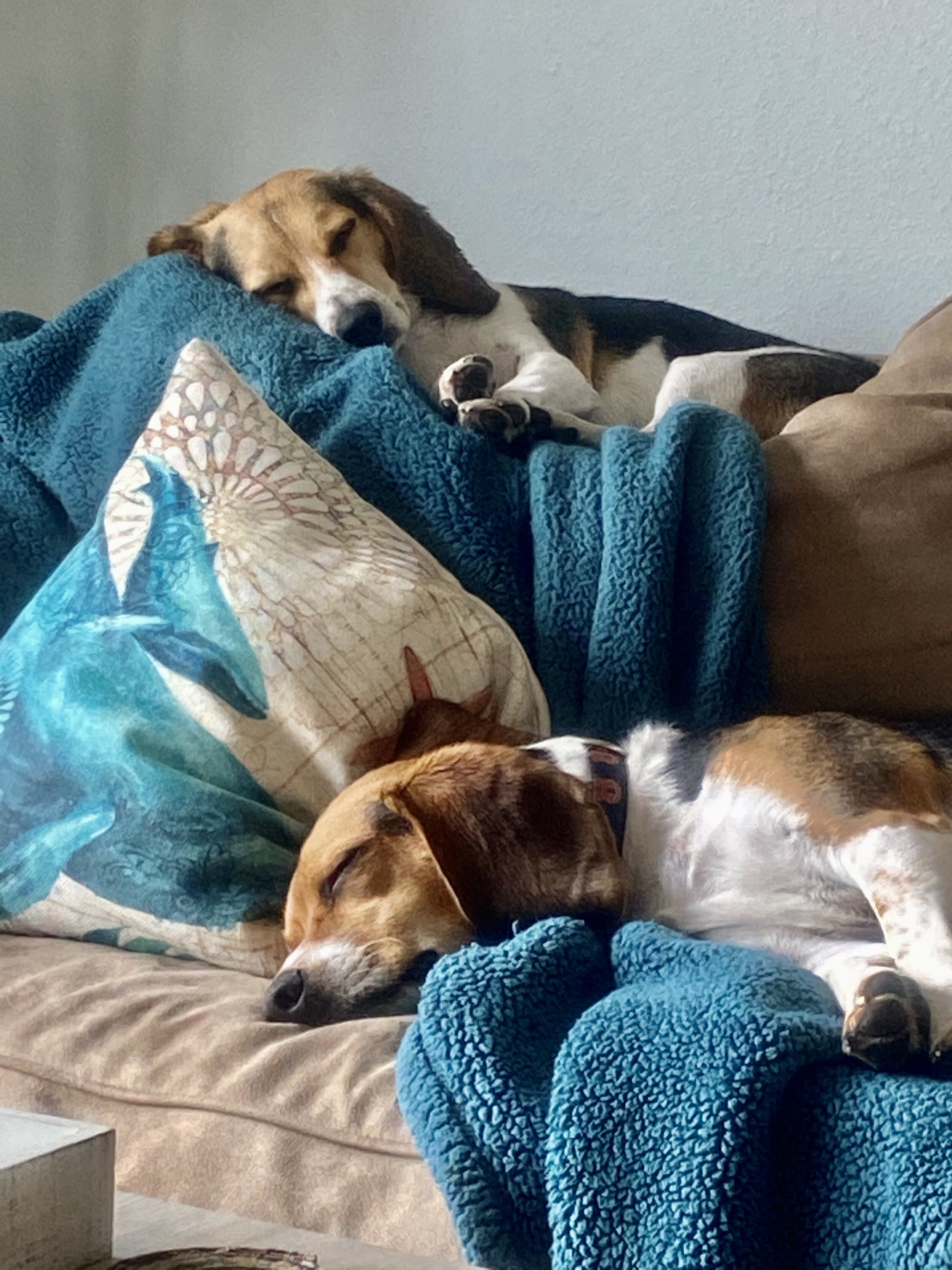 Sleepy Beagles