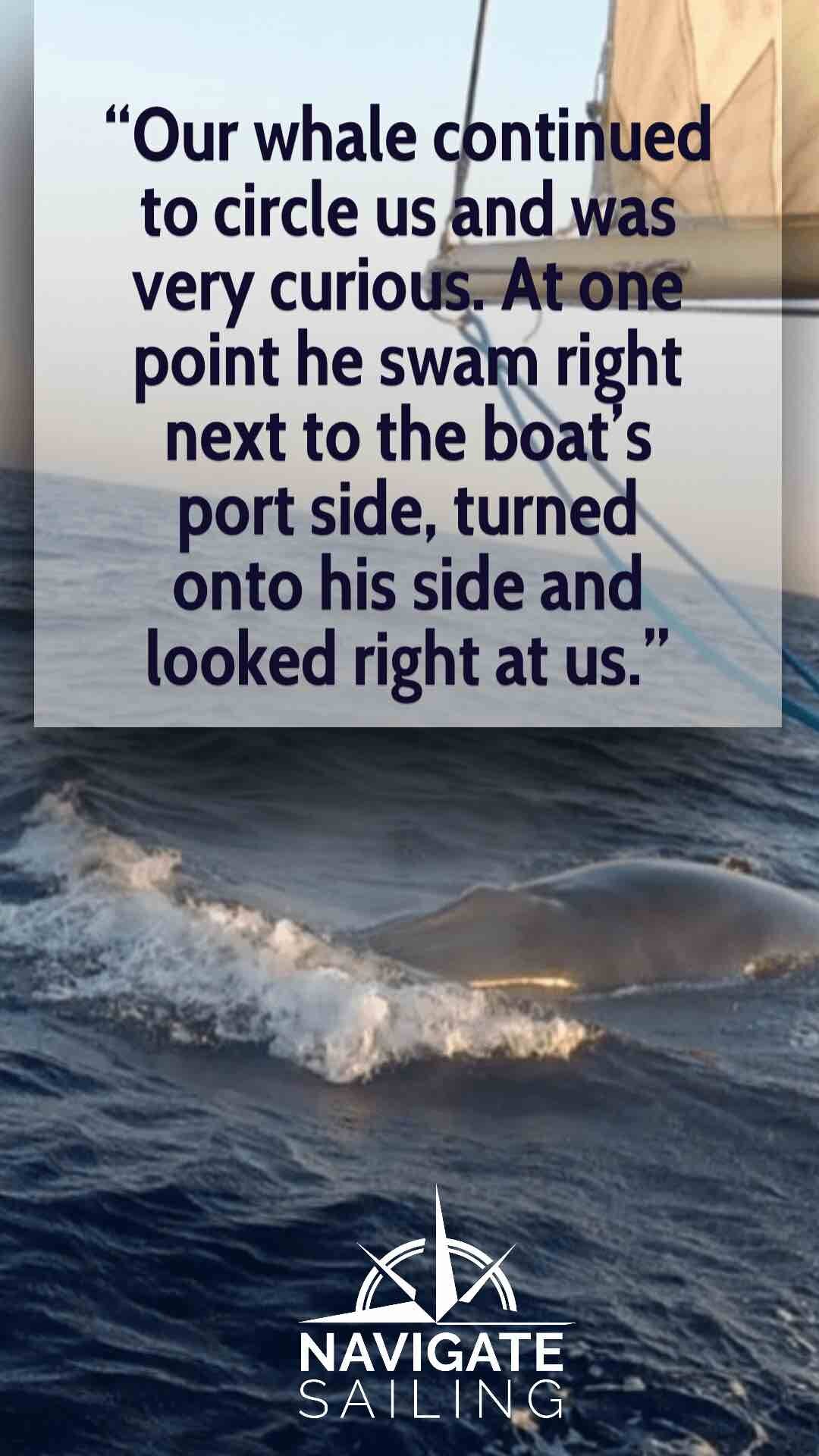 Eye to Eye Whale Encounter at sea