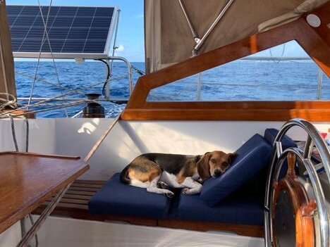 how to sail with dogs