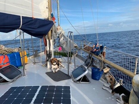 sailing with dogs