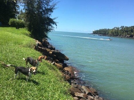 Seadogs explore Devil's Island