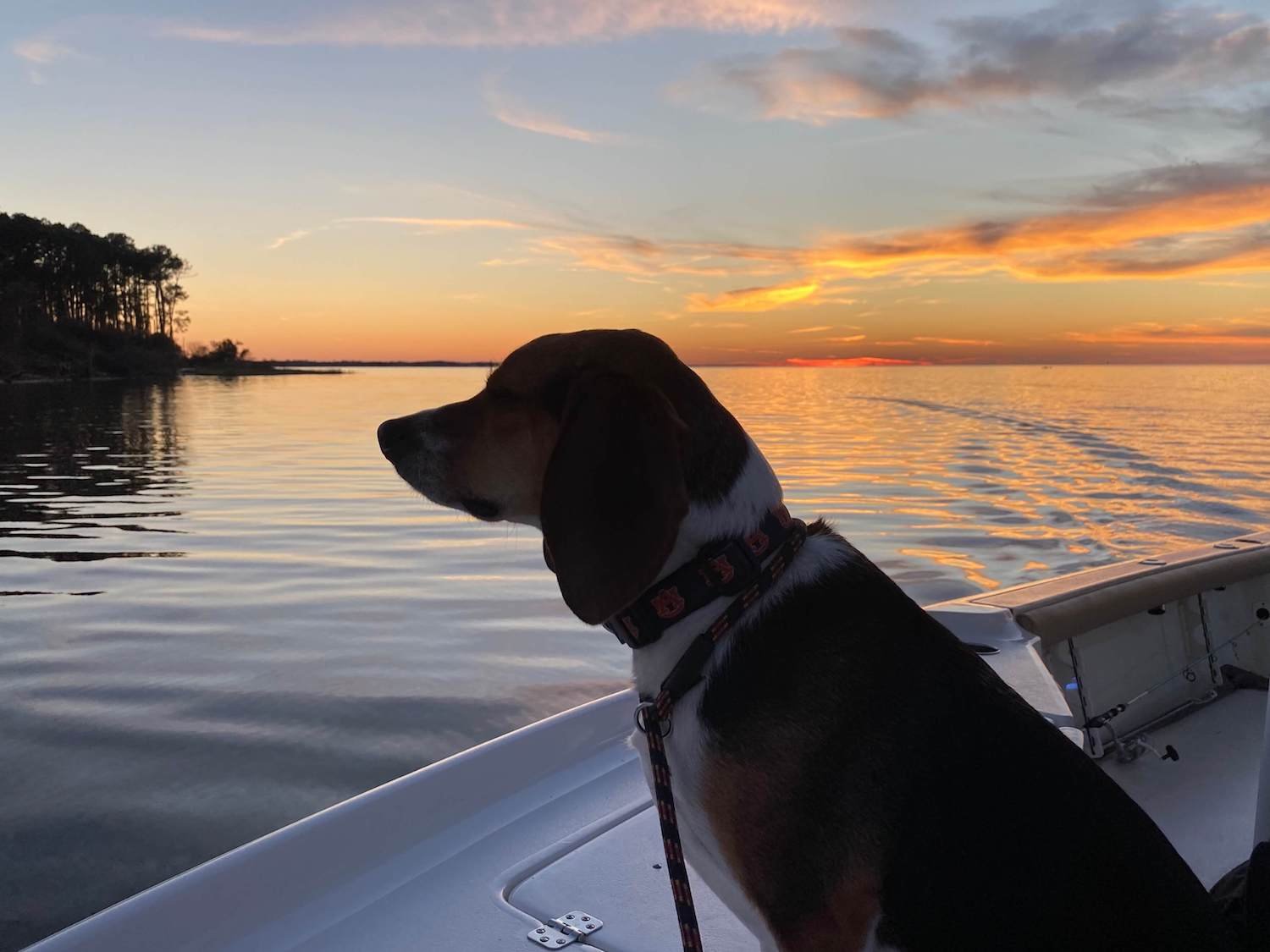 sailing with dogs