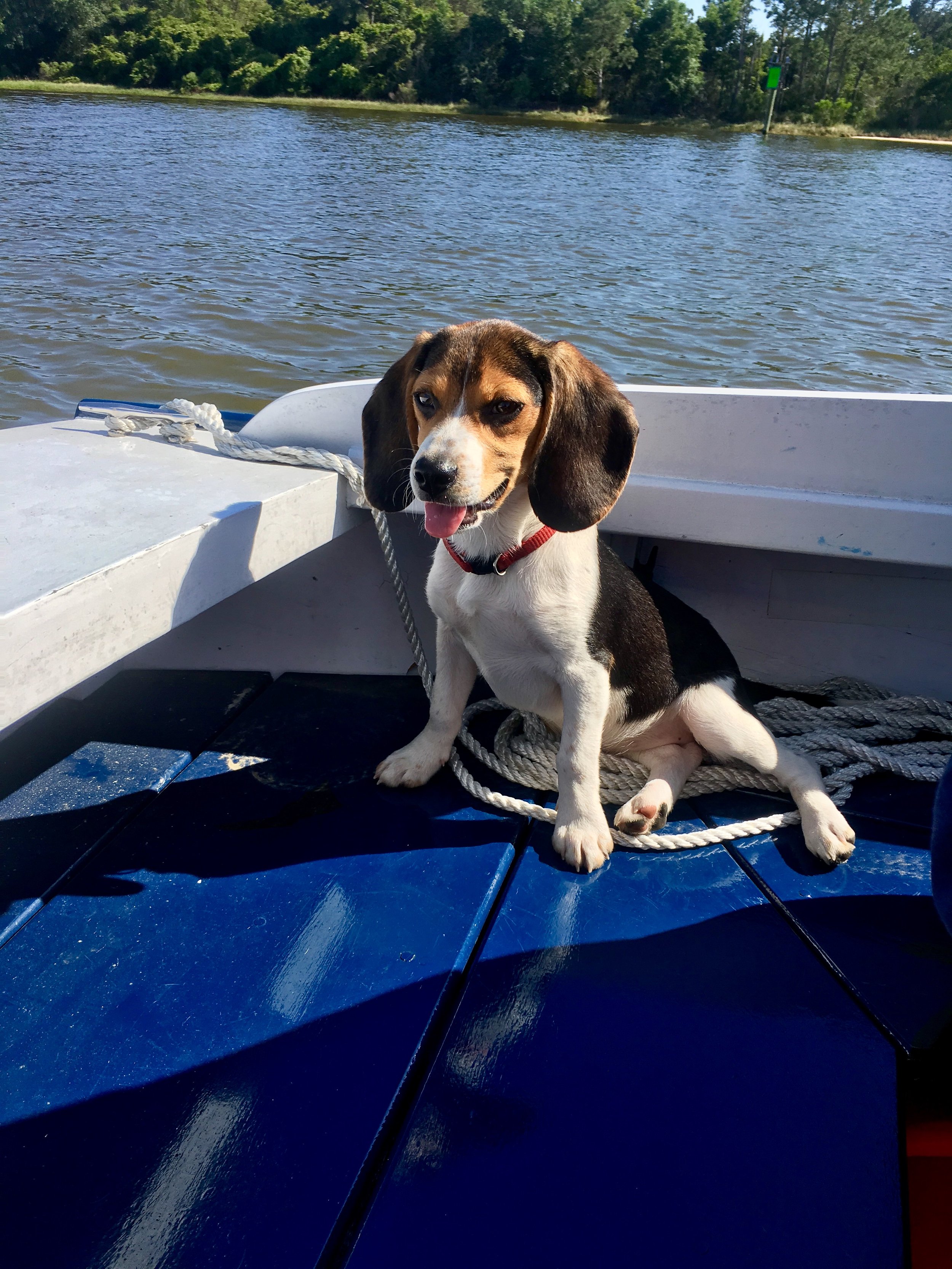 sailing with dogs