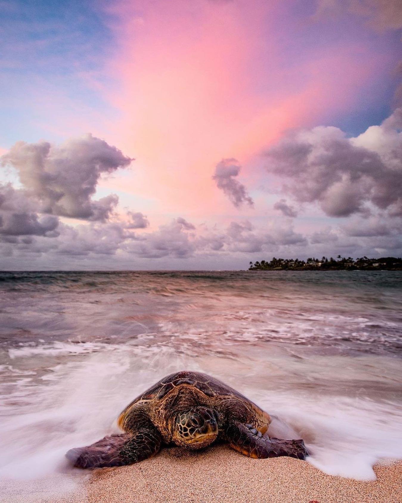 sea turtle conservation