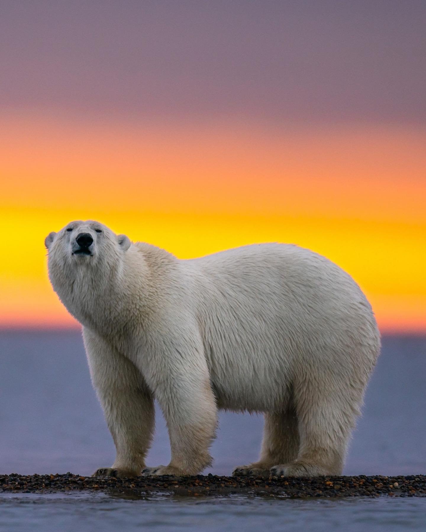 save the polar bears