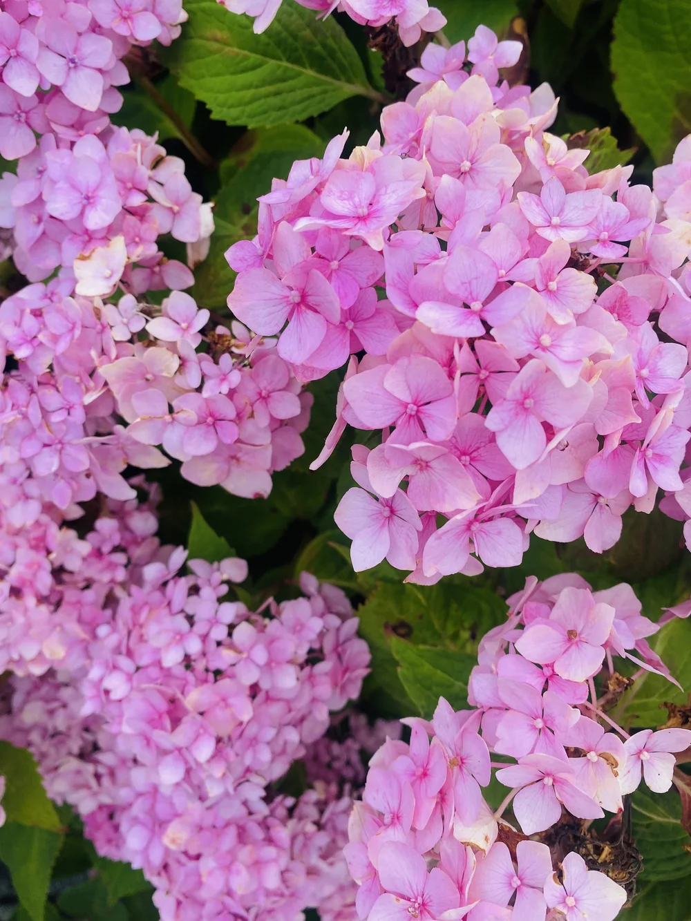 FullSizeRender 2.jpeg