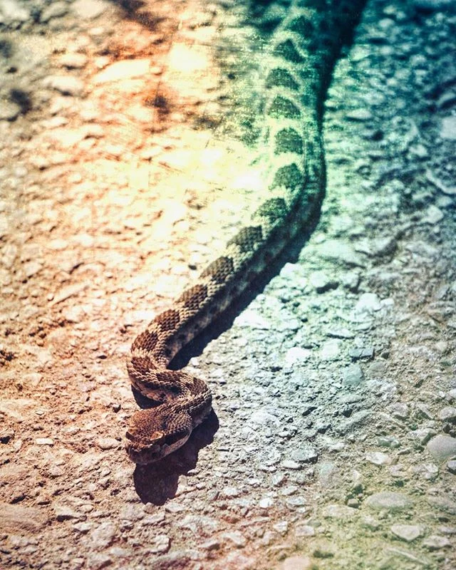 Meet Snakey. #snake