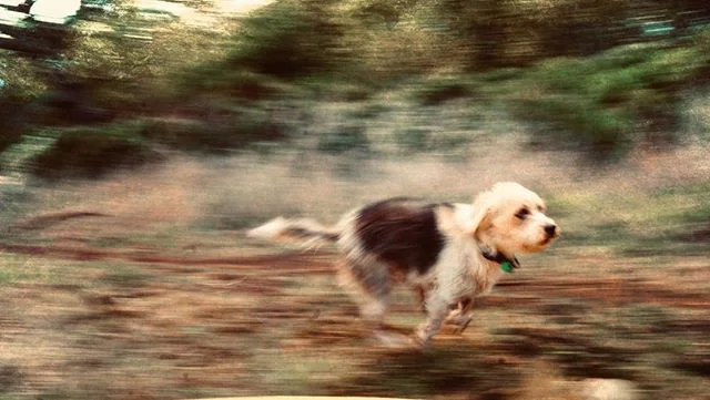 0-60 in 3.2 seconds: Peanut. #dogsofinstagram