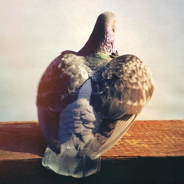 Hanging with the exotic birds of California. #birds #pigeons #fly
